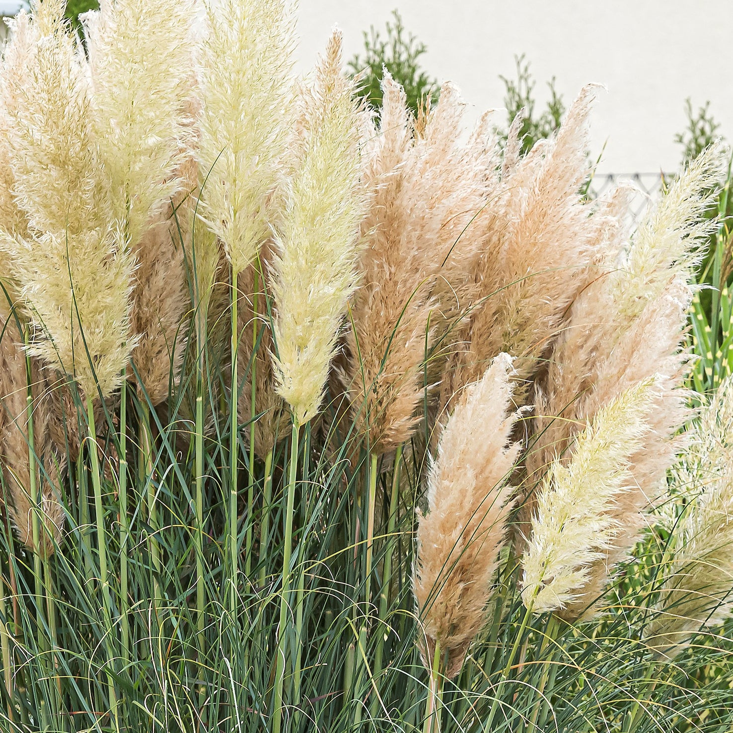 Pampasgras 'Evita'