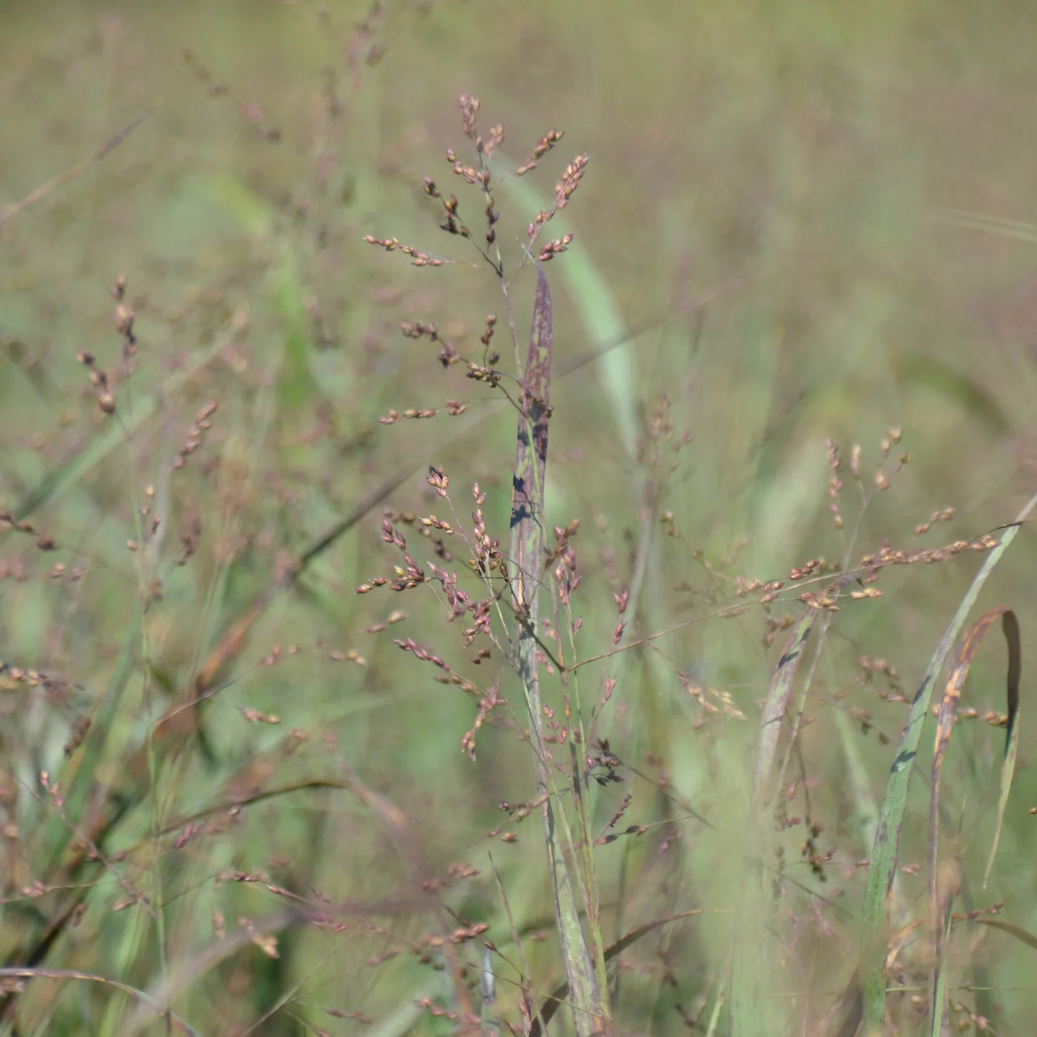 Bläuliche Rutenhirse 'Heavy Metal'
