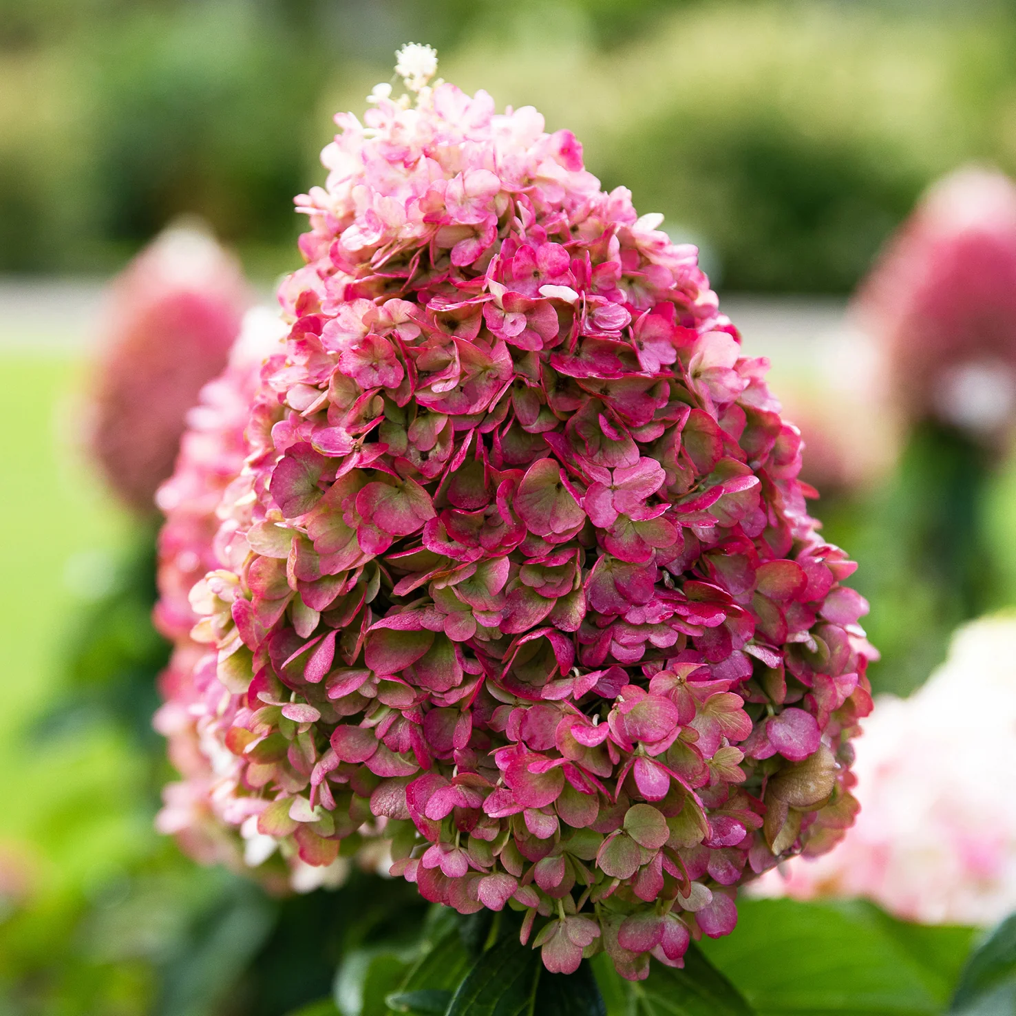 Rispenhortensie Living Creations® 'Living Pinky Promise'®