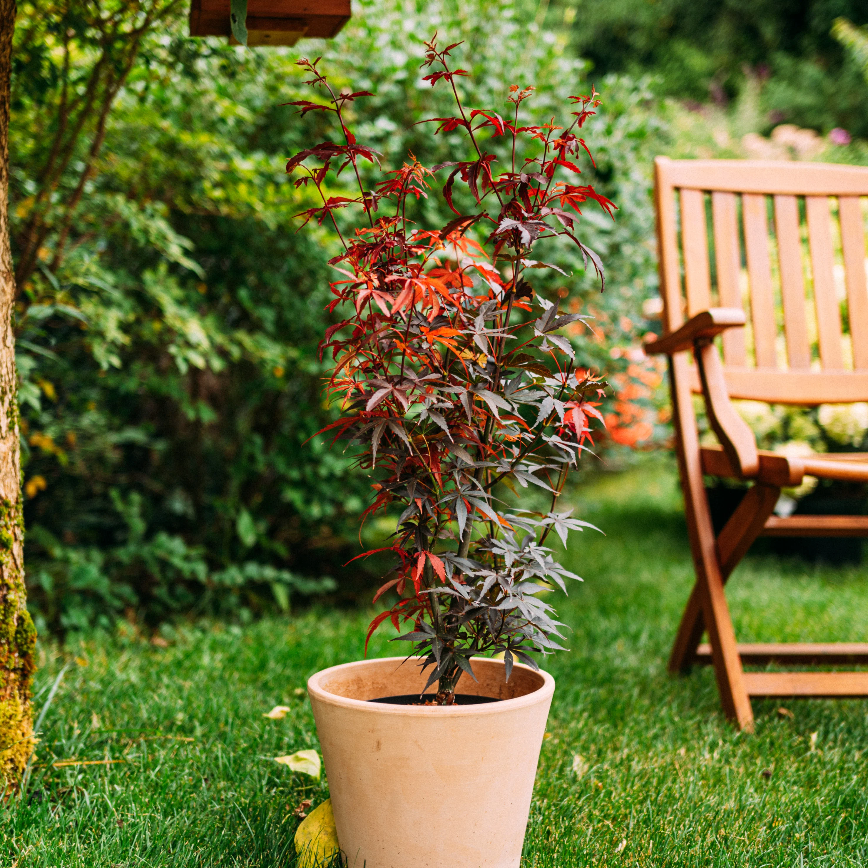 Japanischer Fächer-Ahorn ‘Skeeter’s Broom’