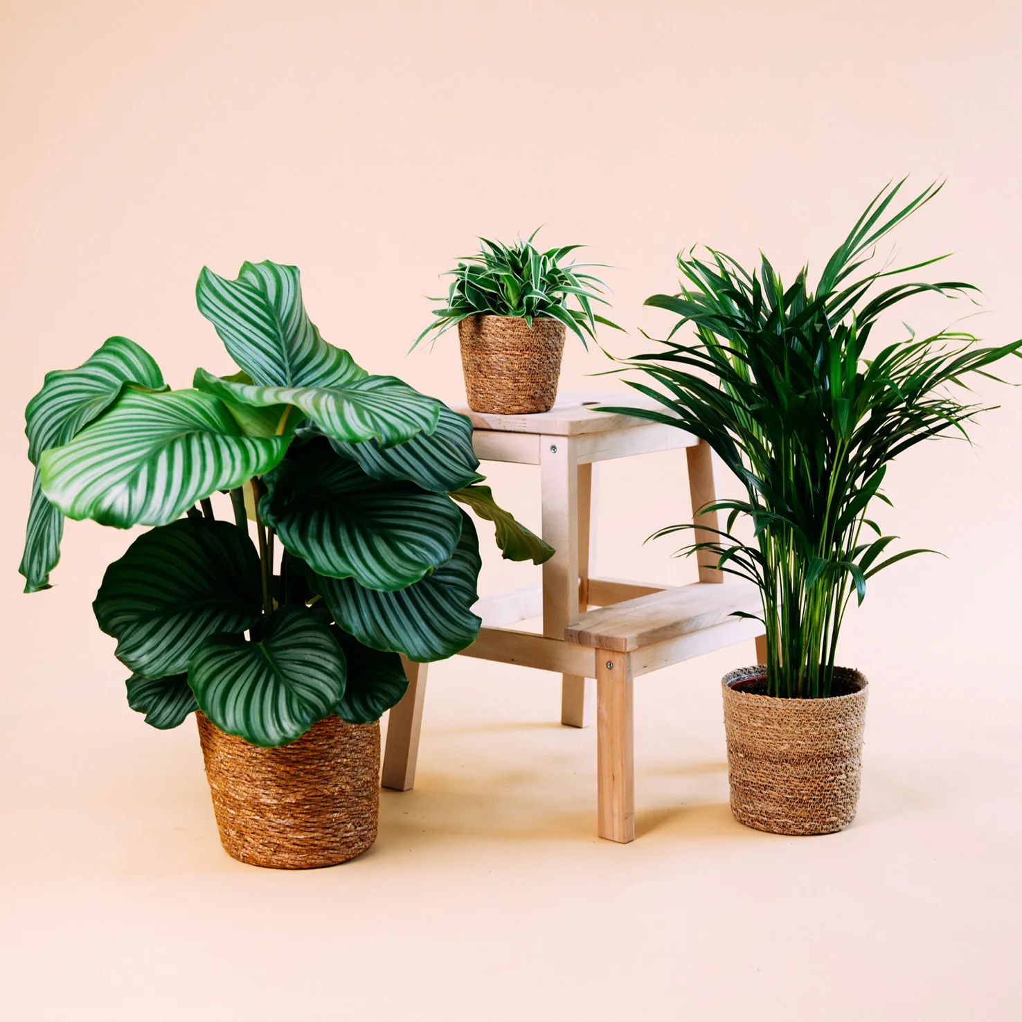 Übertopf aus Seegras