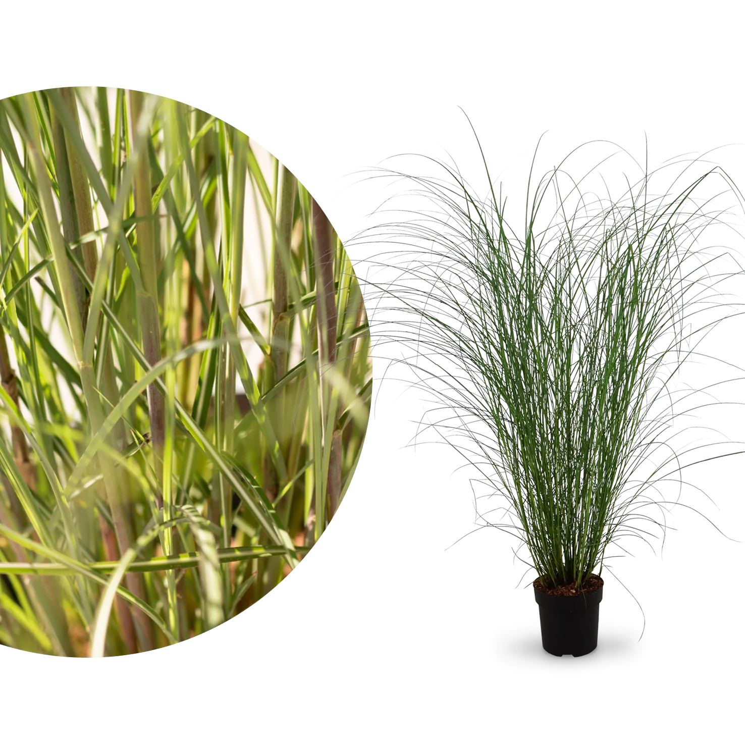 Chinaschilf 'Gracillimus'