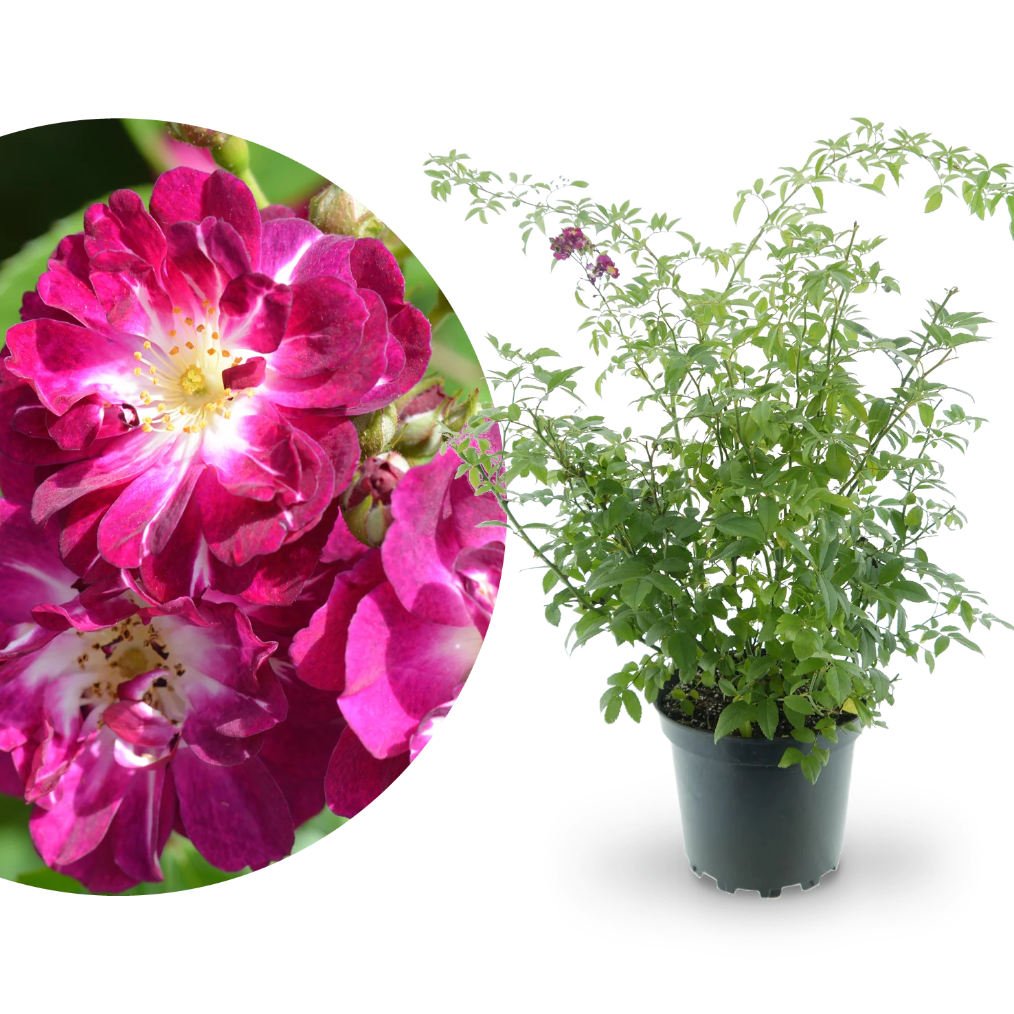 Ramblerrose 'Perennial Blue'® Lila-Rosa