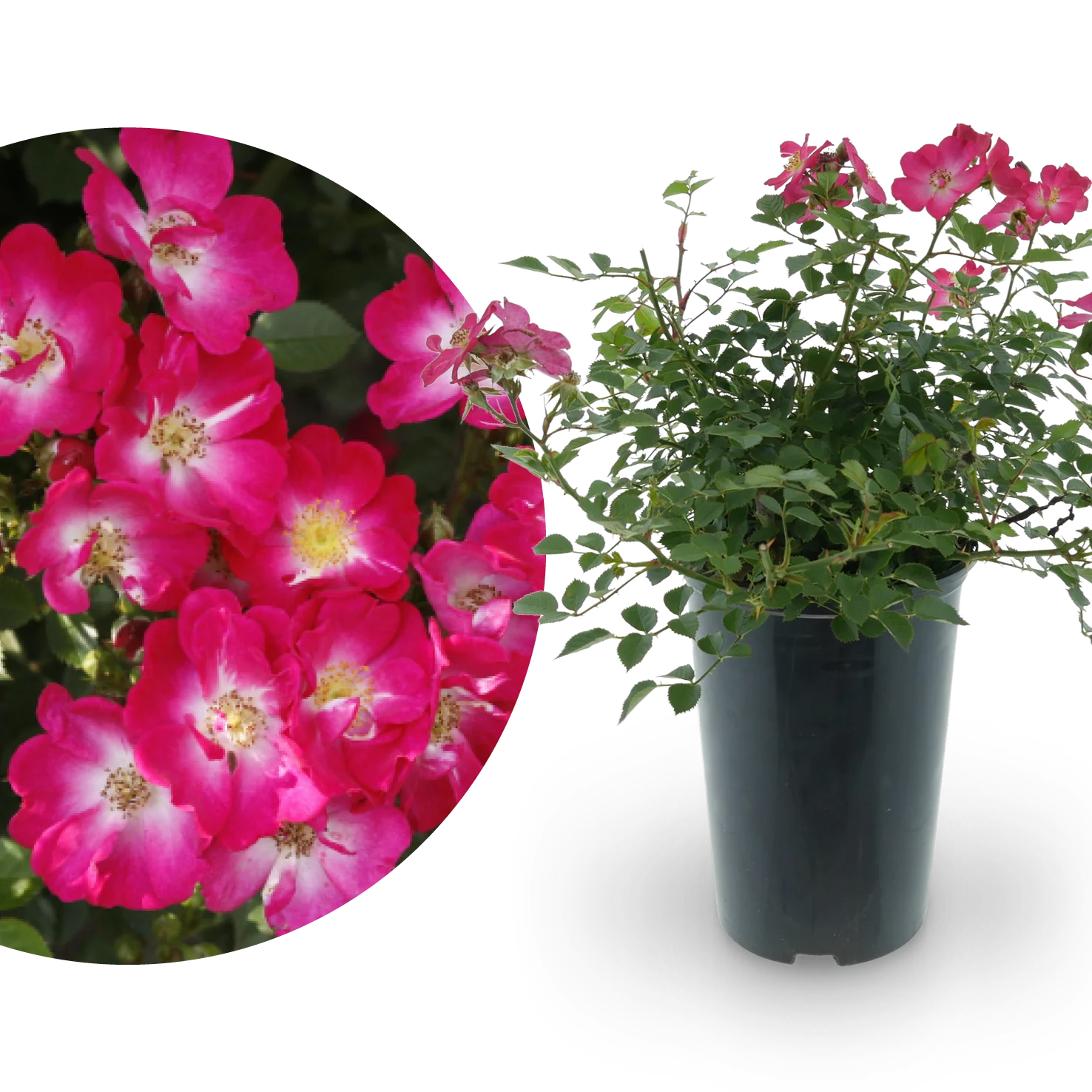 Zwergrose 'Lupo'® Pink