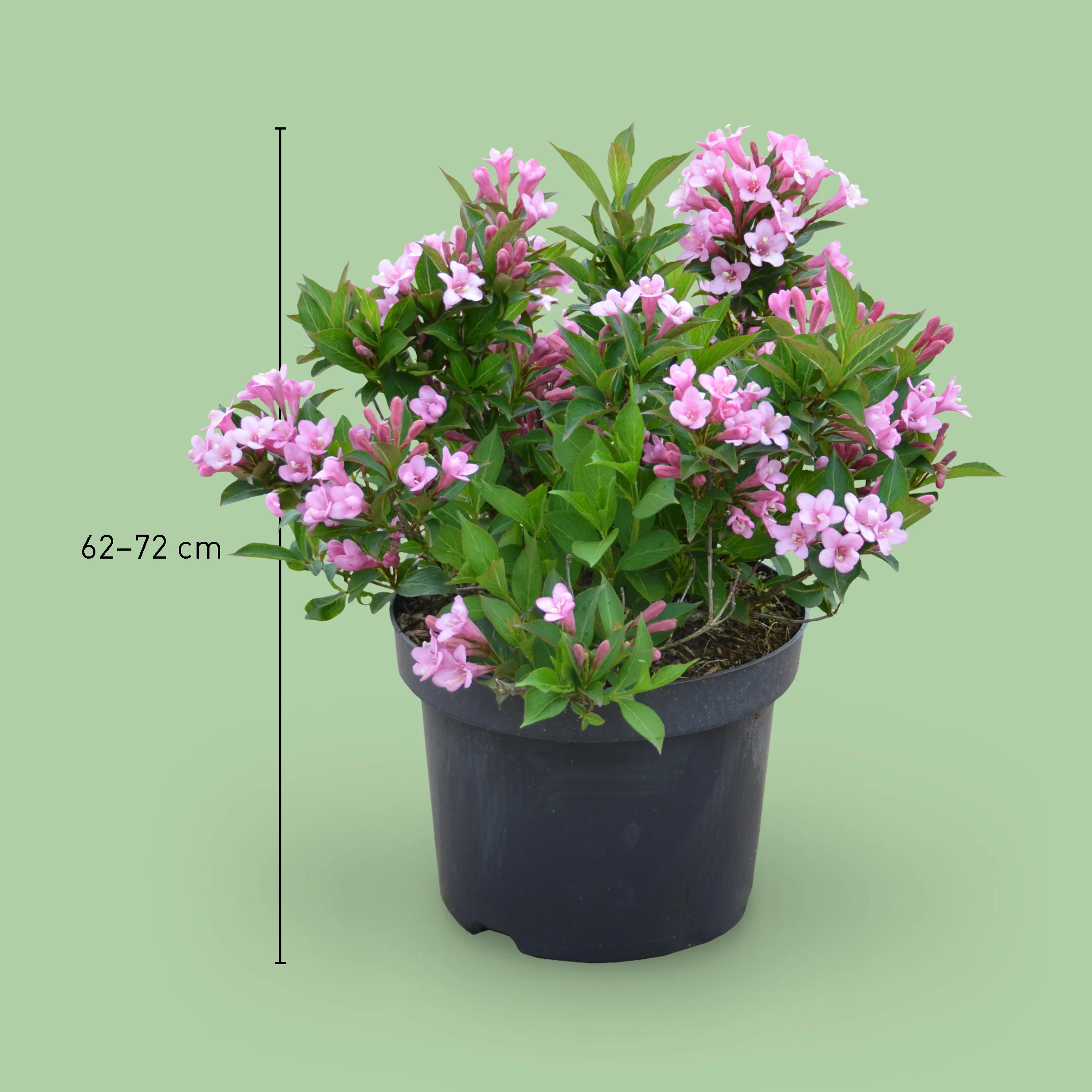 Zwerg-Weigelie 'Pink Poppet' Rosa