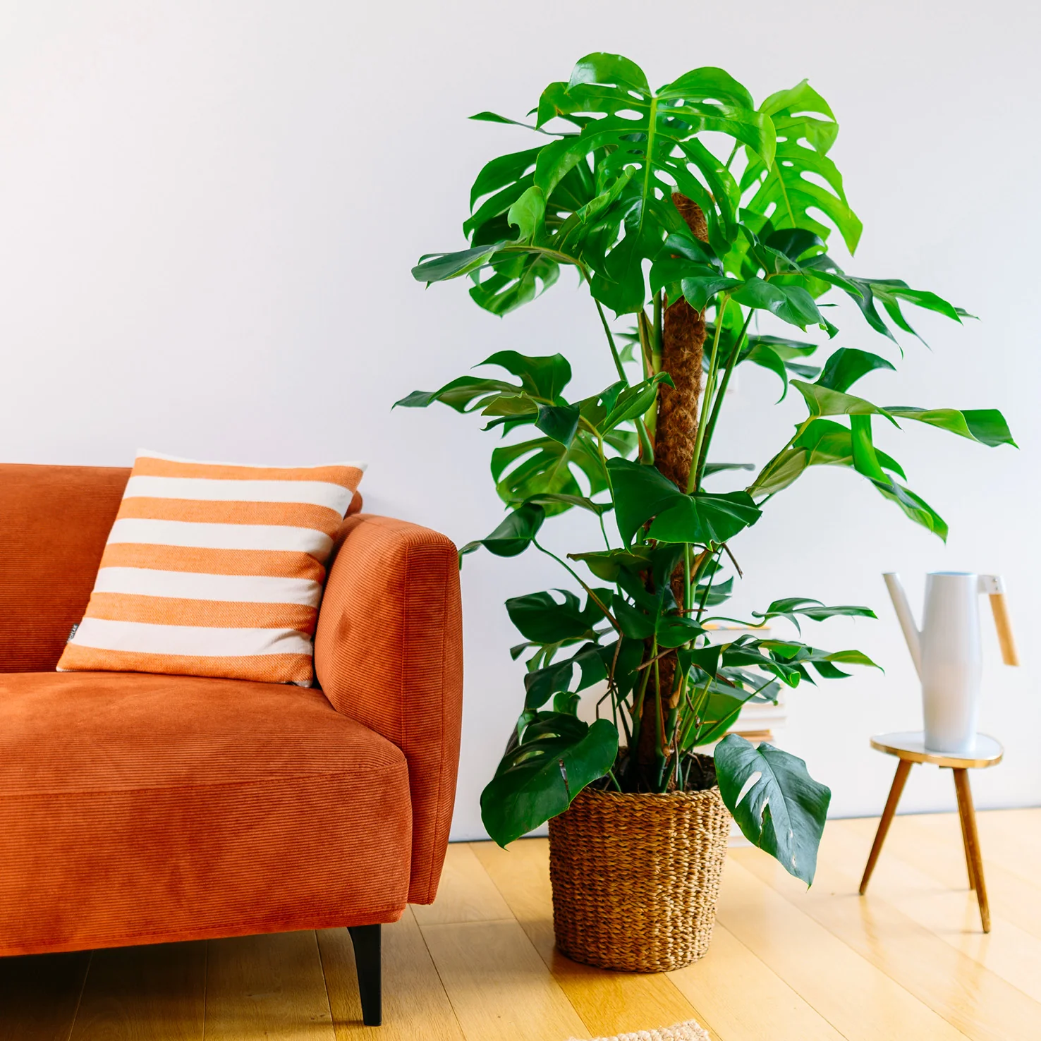 Fensterblatt XXL-Größe