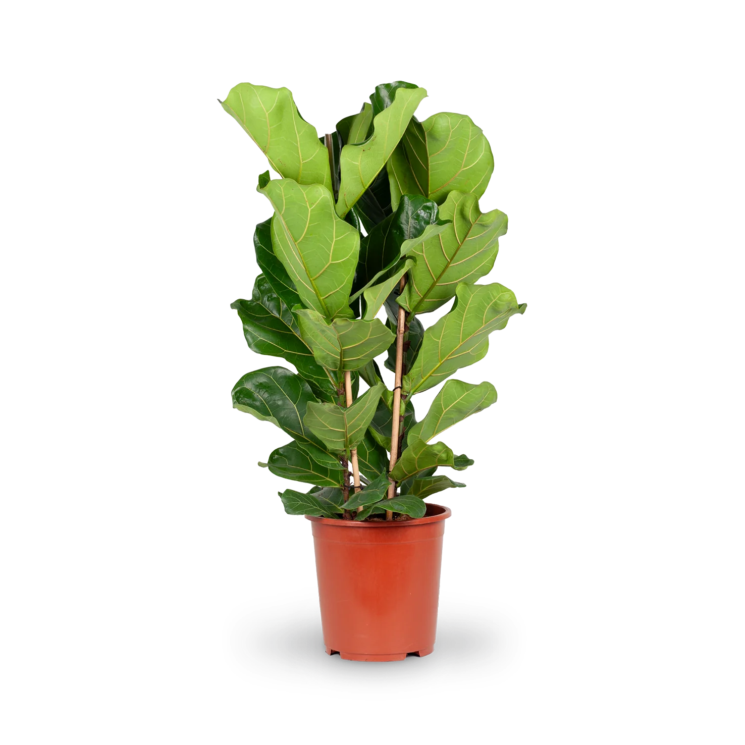 Geigenfeige XXL-Größe