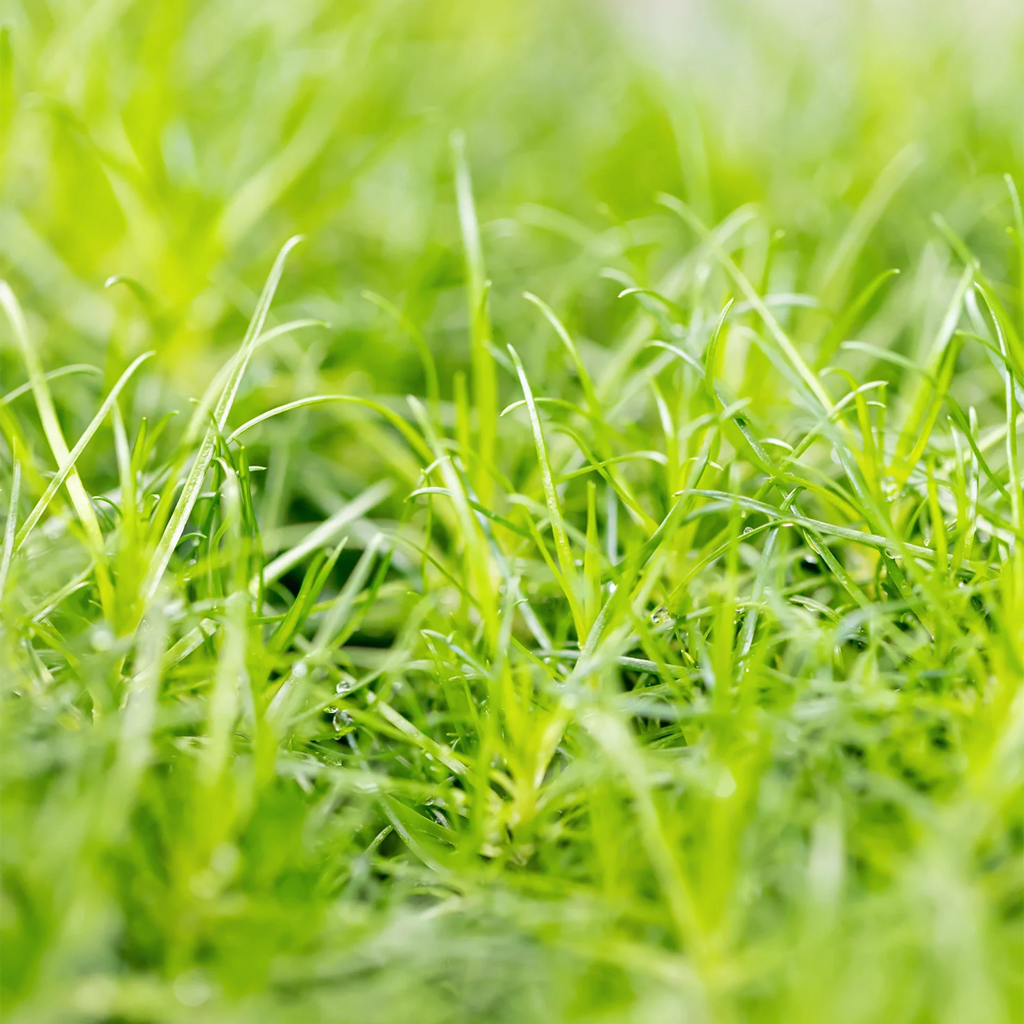 Sternmoos 'Aurea' (Mehrfach-Set)