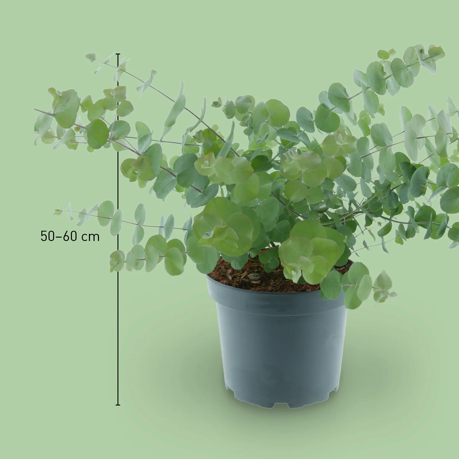 Eukalyptus 'Silver Dollar'