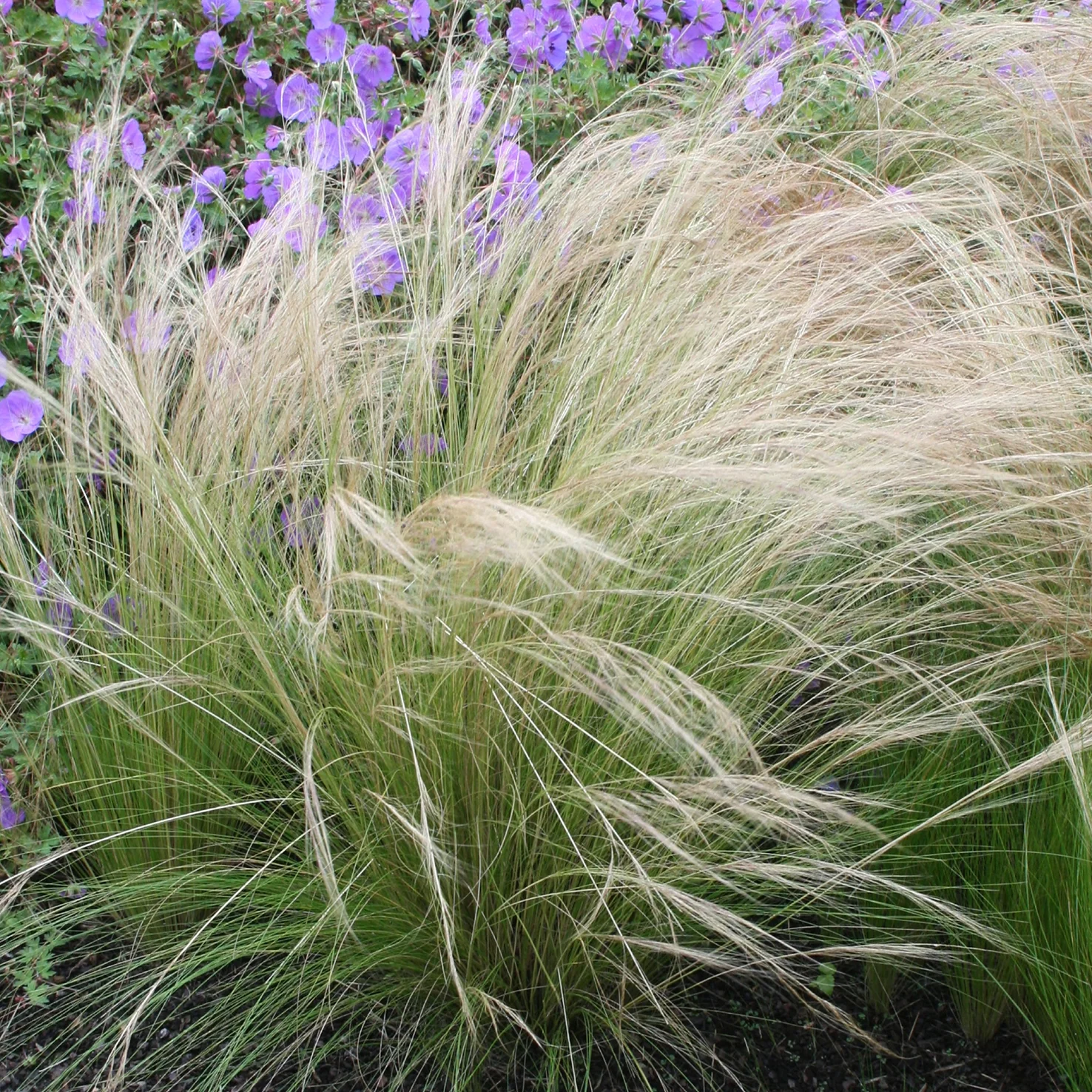 Zartes Federgras 'Ponytails'