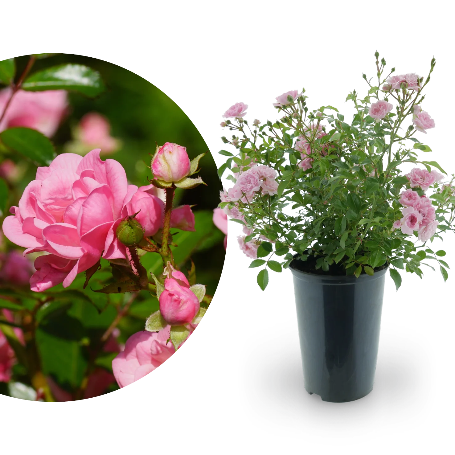 Bodendeckerrose 'The Fairy' Lachsrosa