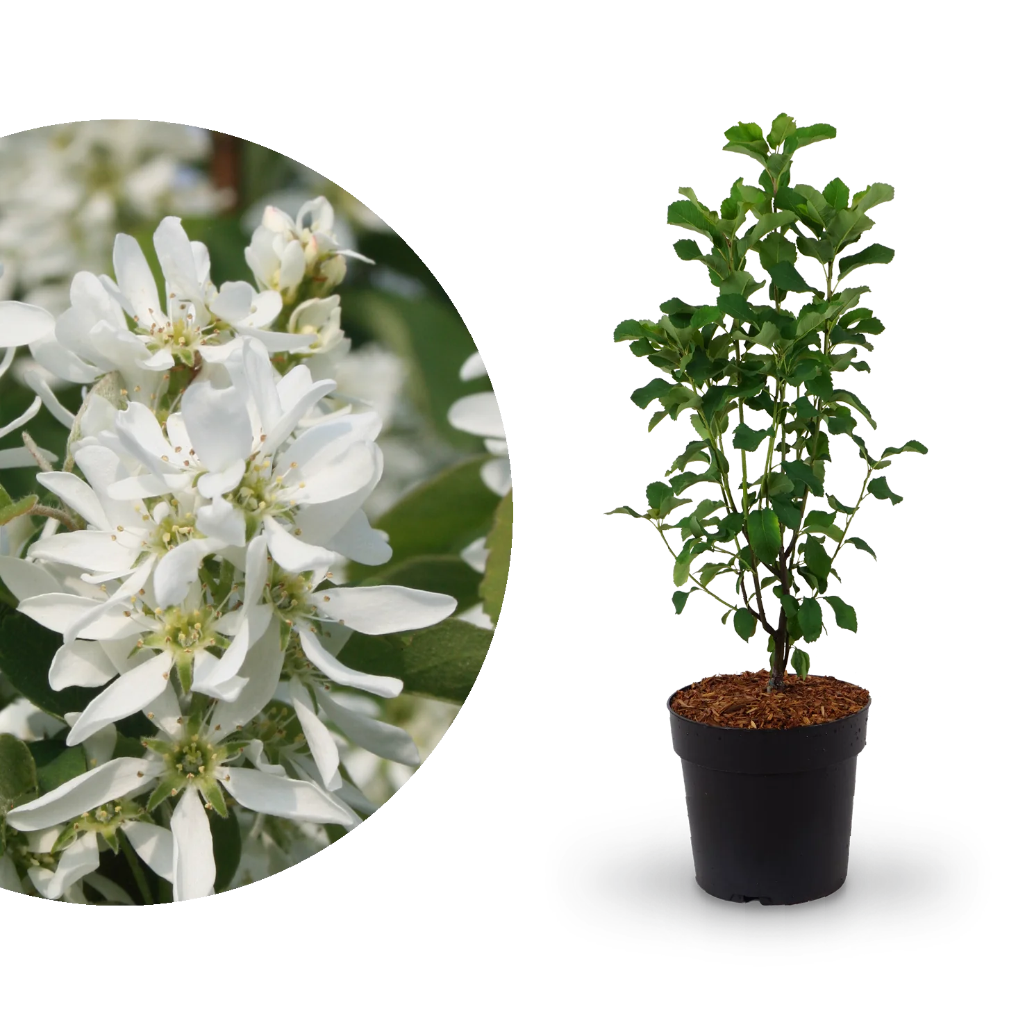 Säulen-Felsenbirne 'Obelisk'®