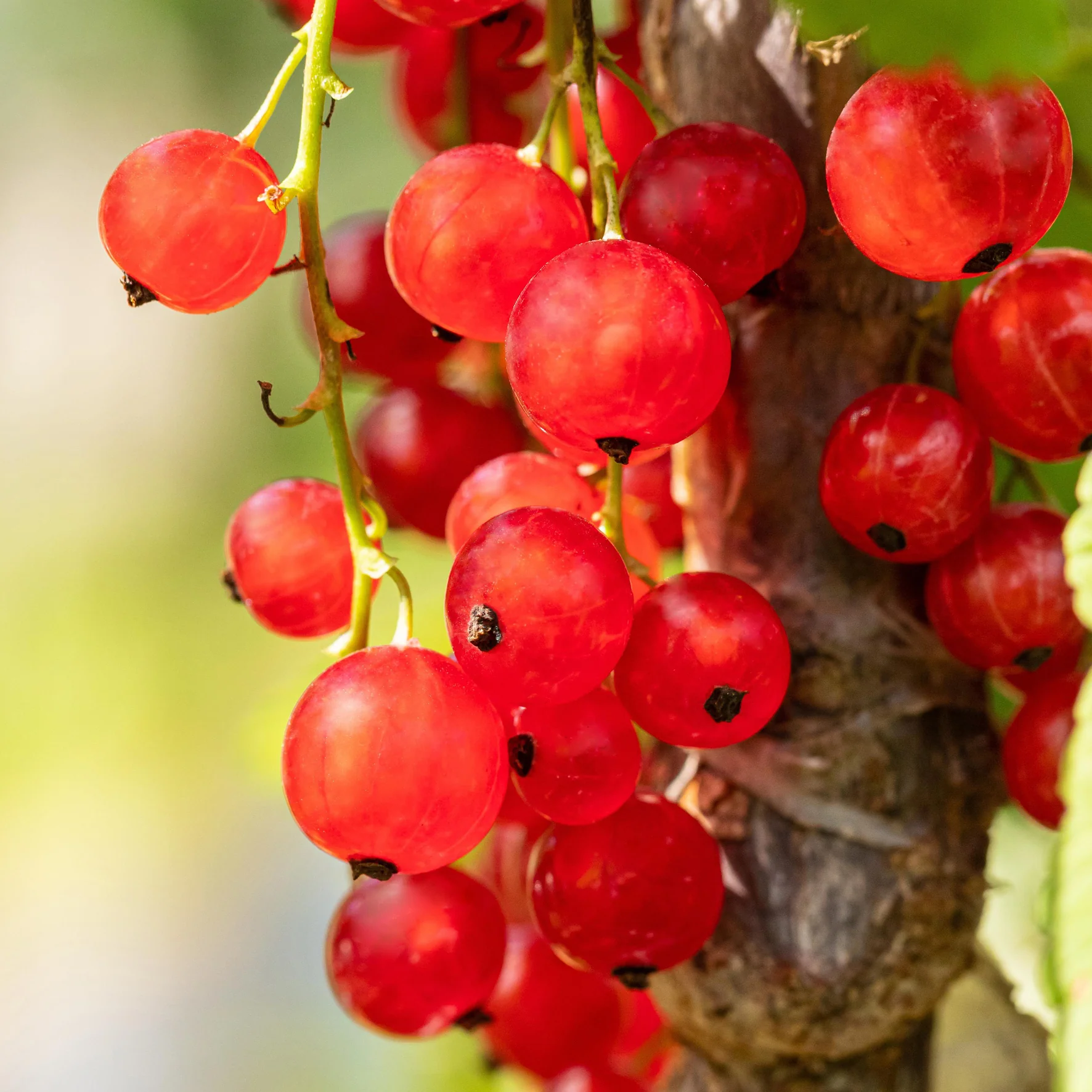 Bio-Johannisbeere 'Jonkheer van Tets' Hochstamm