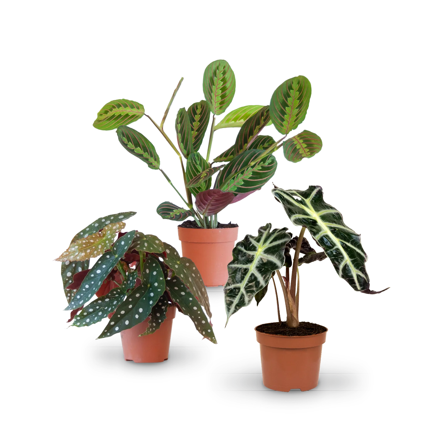 Blattschmuck-Zimmerpflanzen (3er Set)