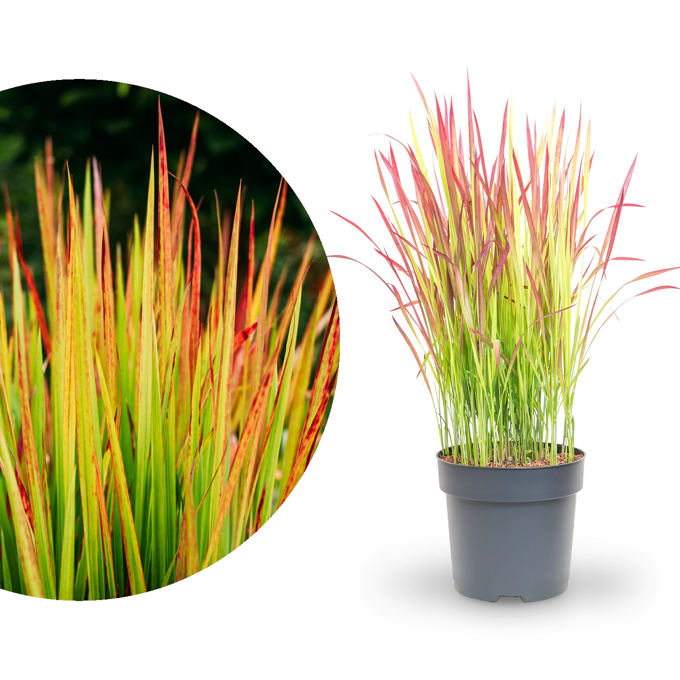 Japanisches Blutgras ‘Red Baron’