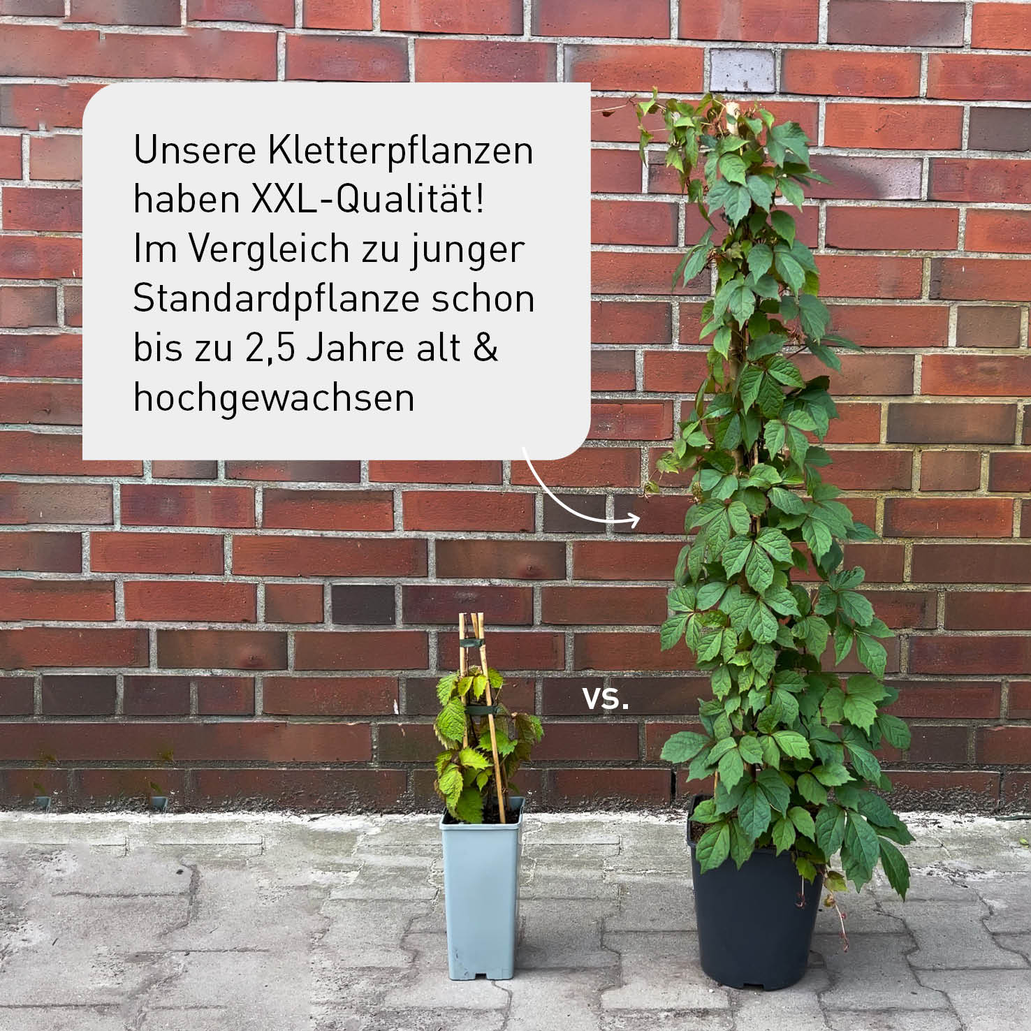 Kletterhortensie Weiß