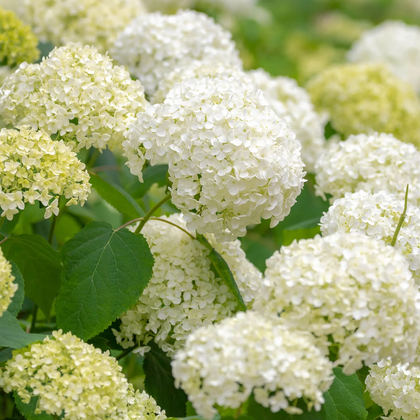 Ballhortensie 'Annabelle' Weiß