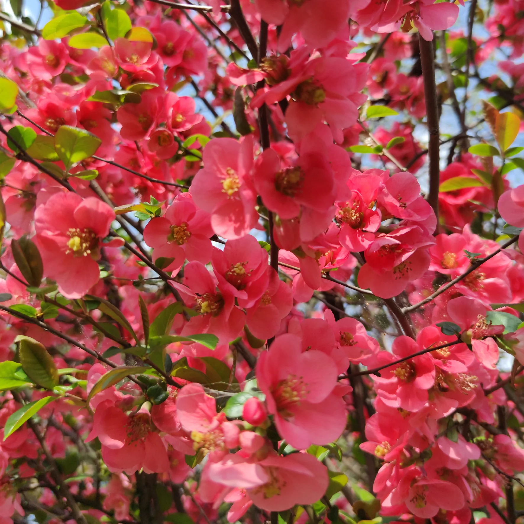 Zierquitte 'Pink Lady' Dunkelrosa