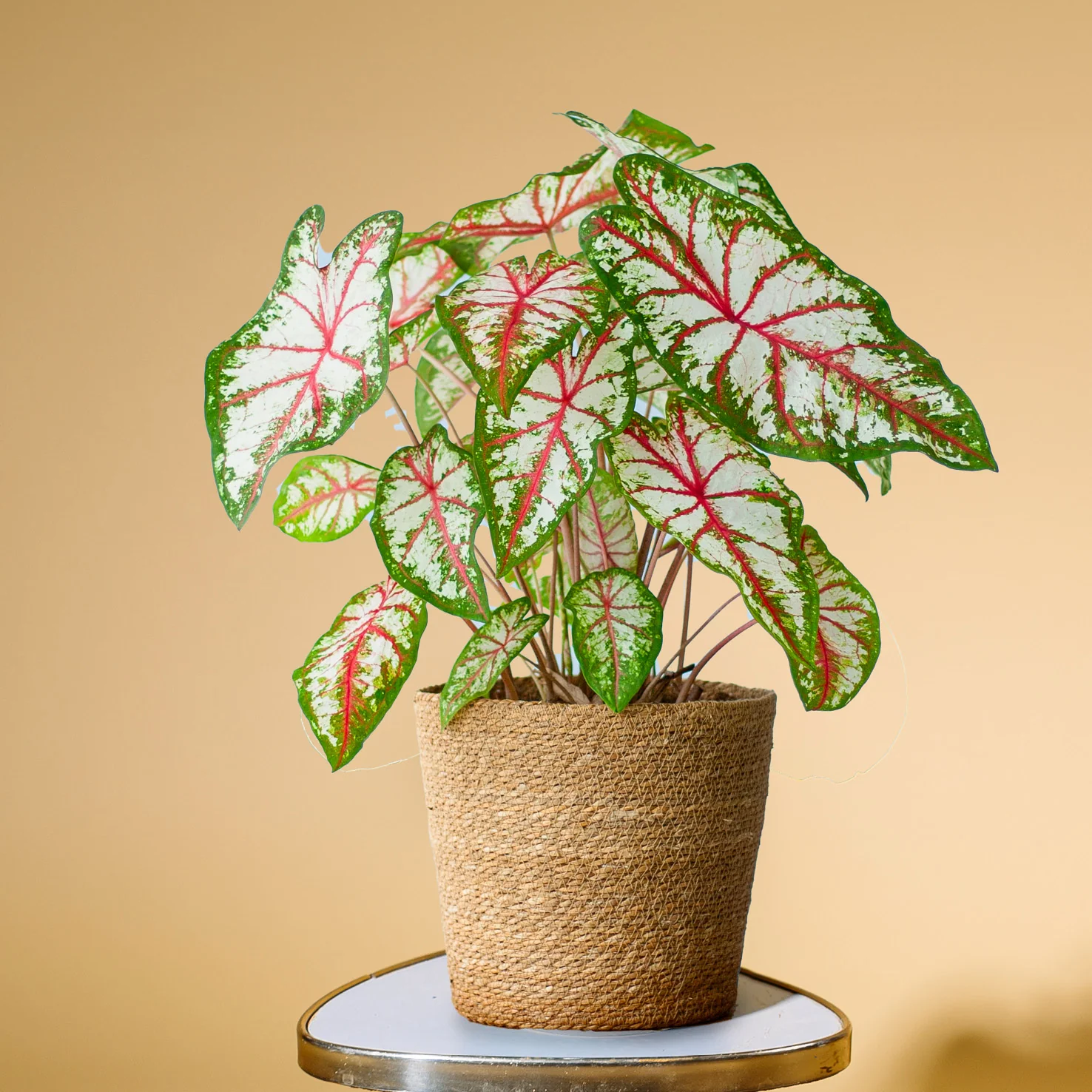 Caladium 'Tapestry'