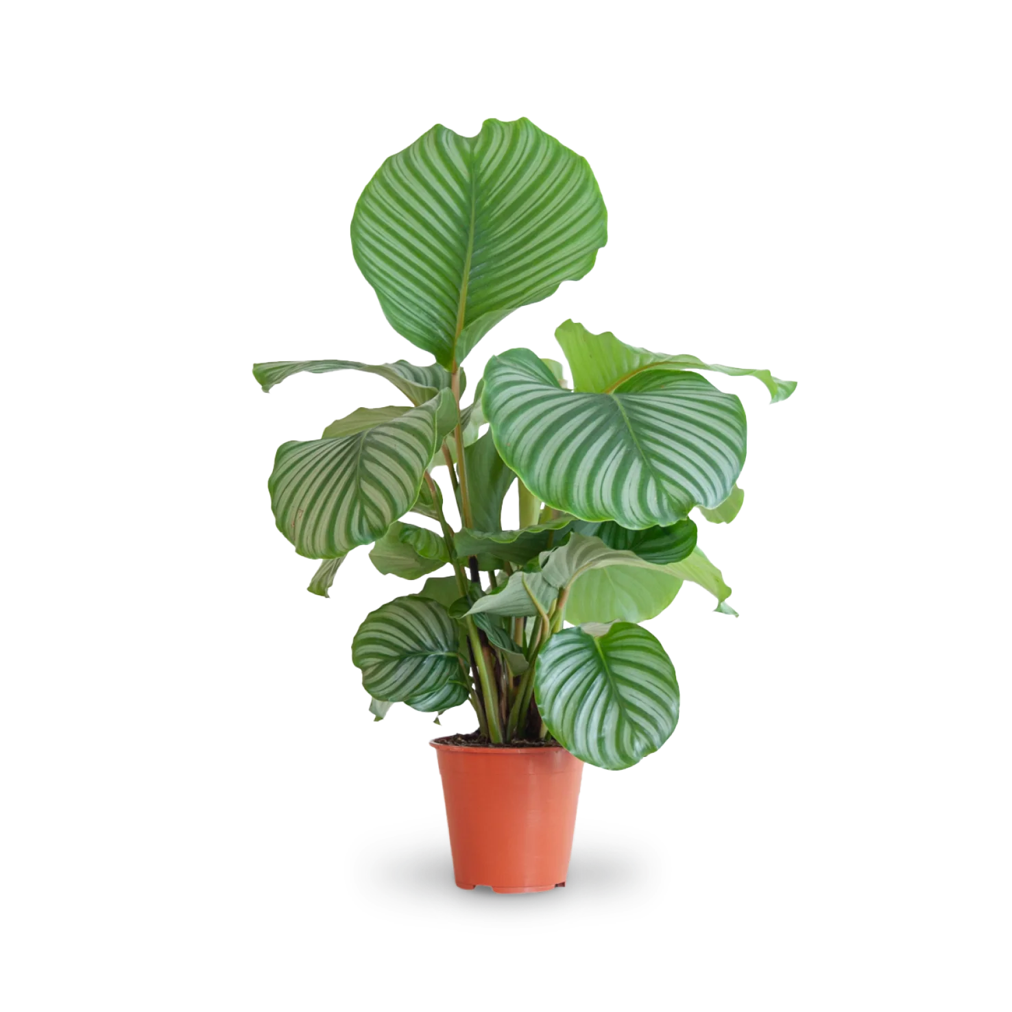 Calathea orbifolia