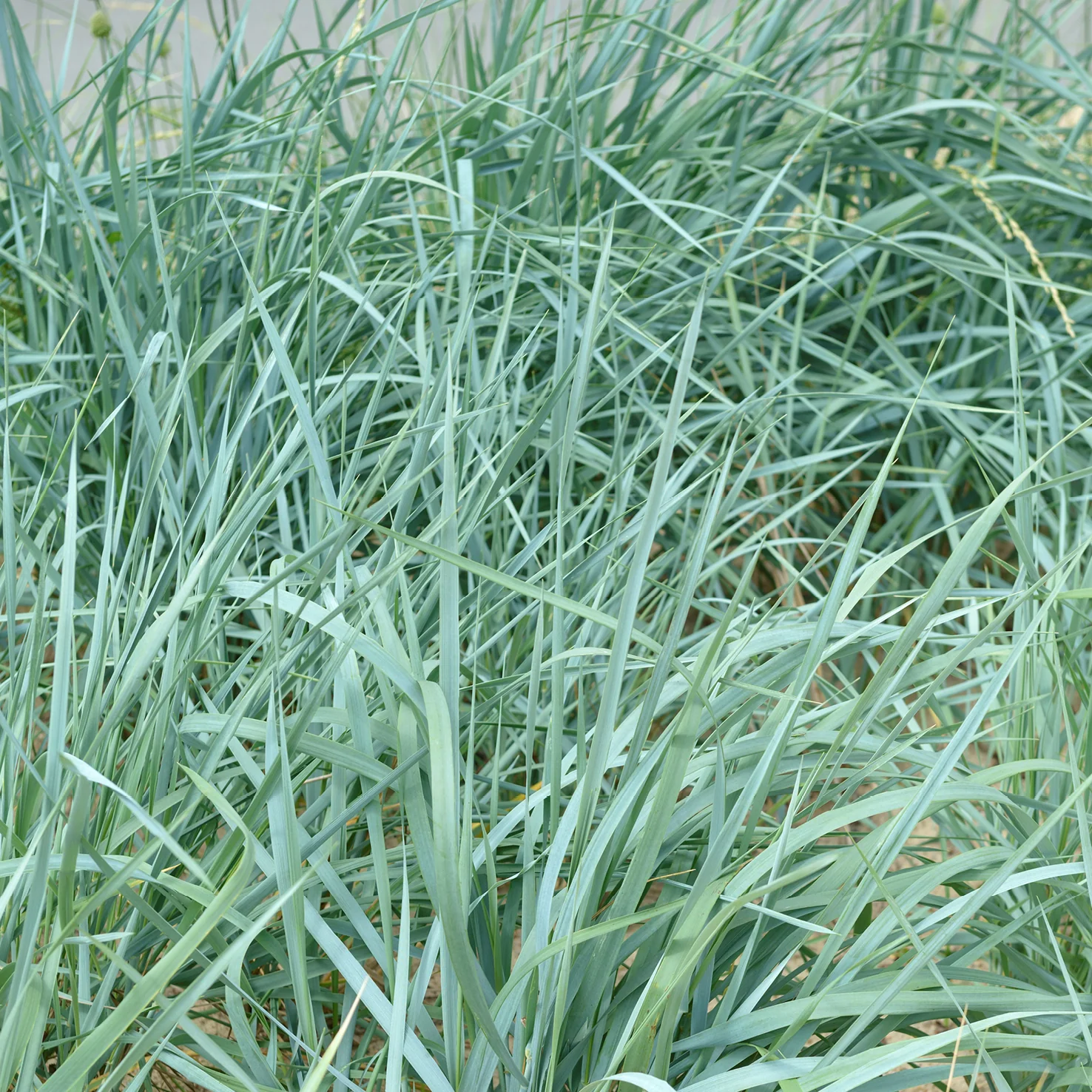 Blauer Strandroggen 'Blue Dune'