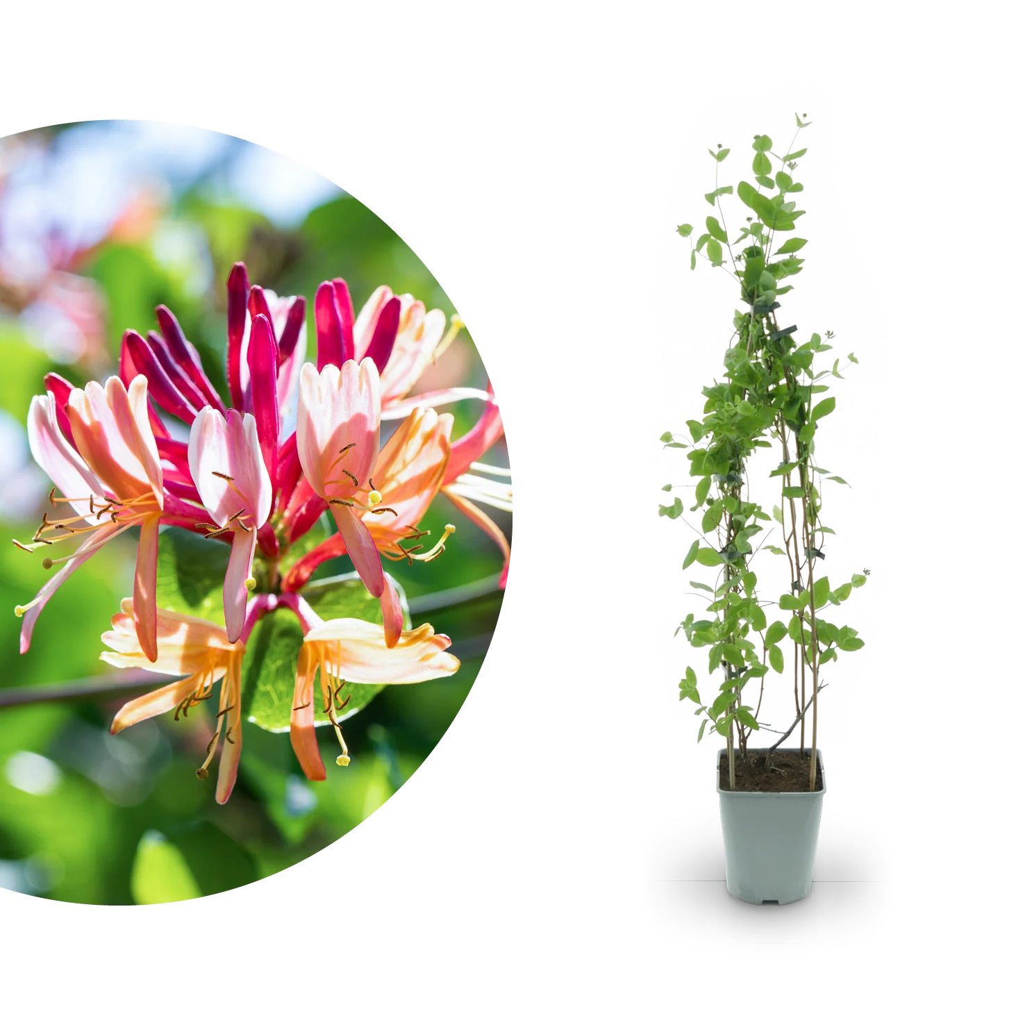 Geißblatt 'Goldflame' Orange-Rot