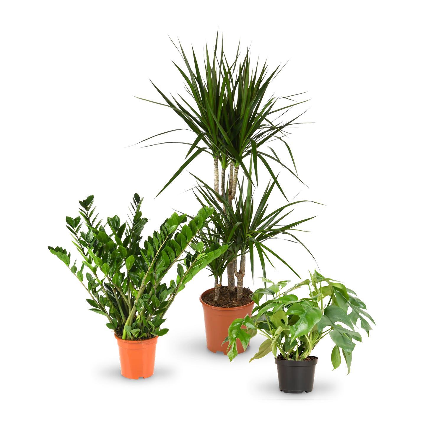 Zimmerpflanzen für wenig Licht (3er Set)