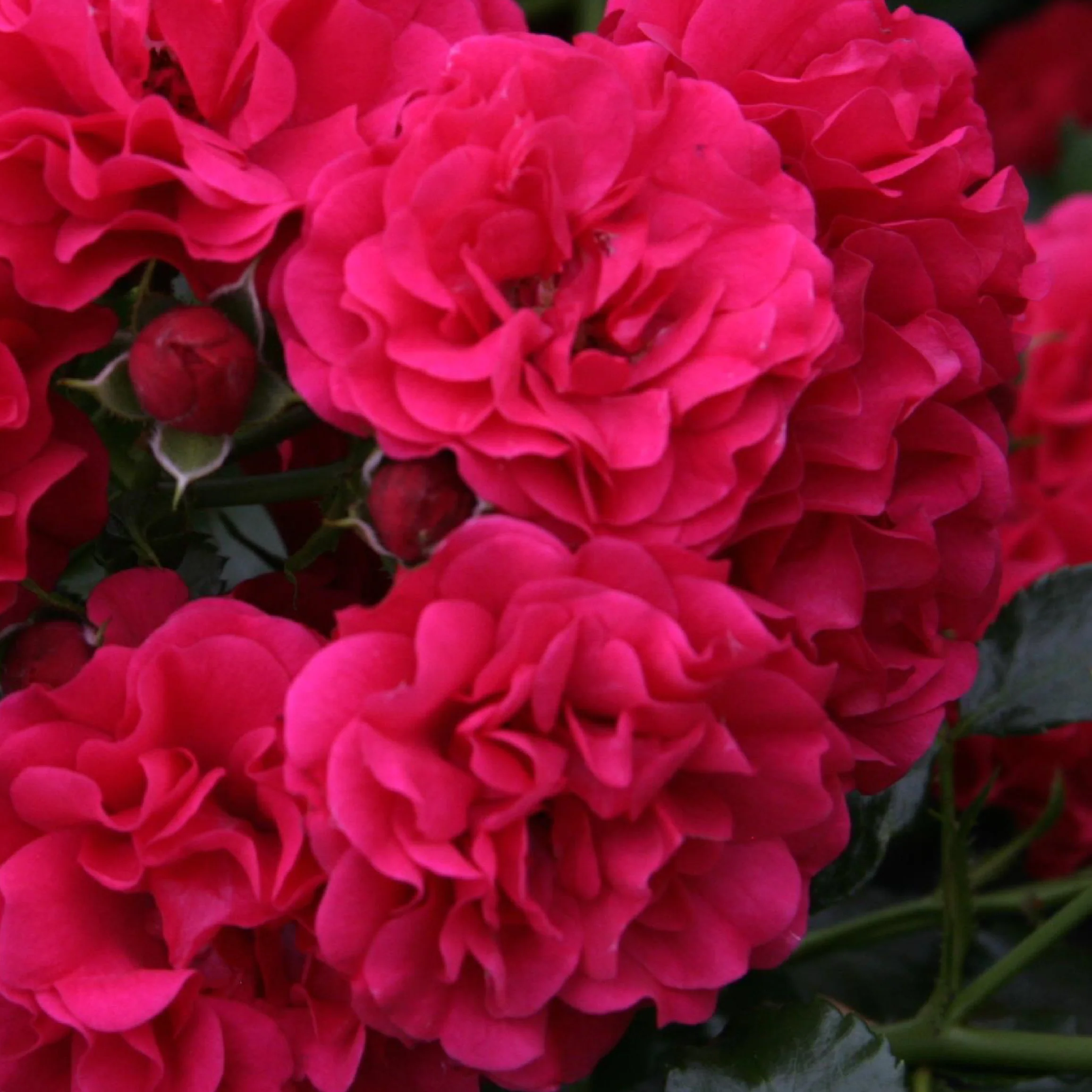 Bodendeckerrose 'Gärtnerfreude'® Himbeerrot