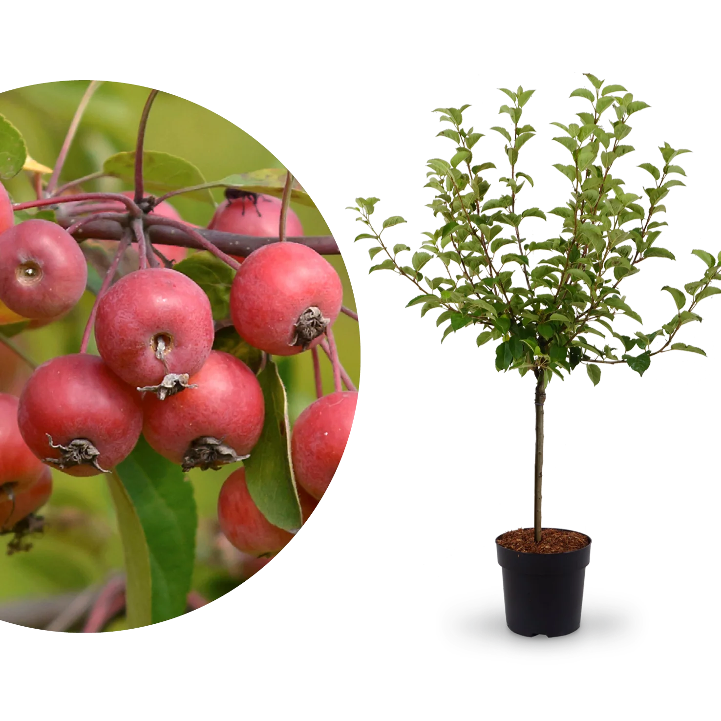 Zier-Apfelbaum 'Evereste'®