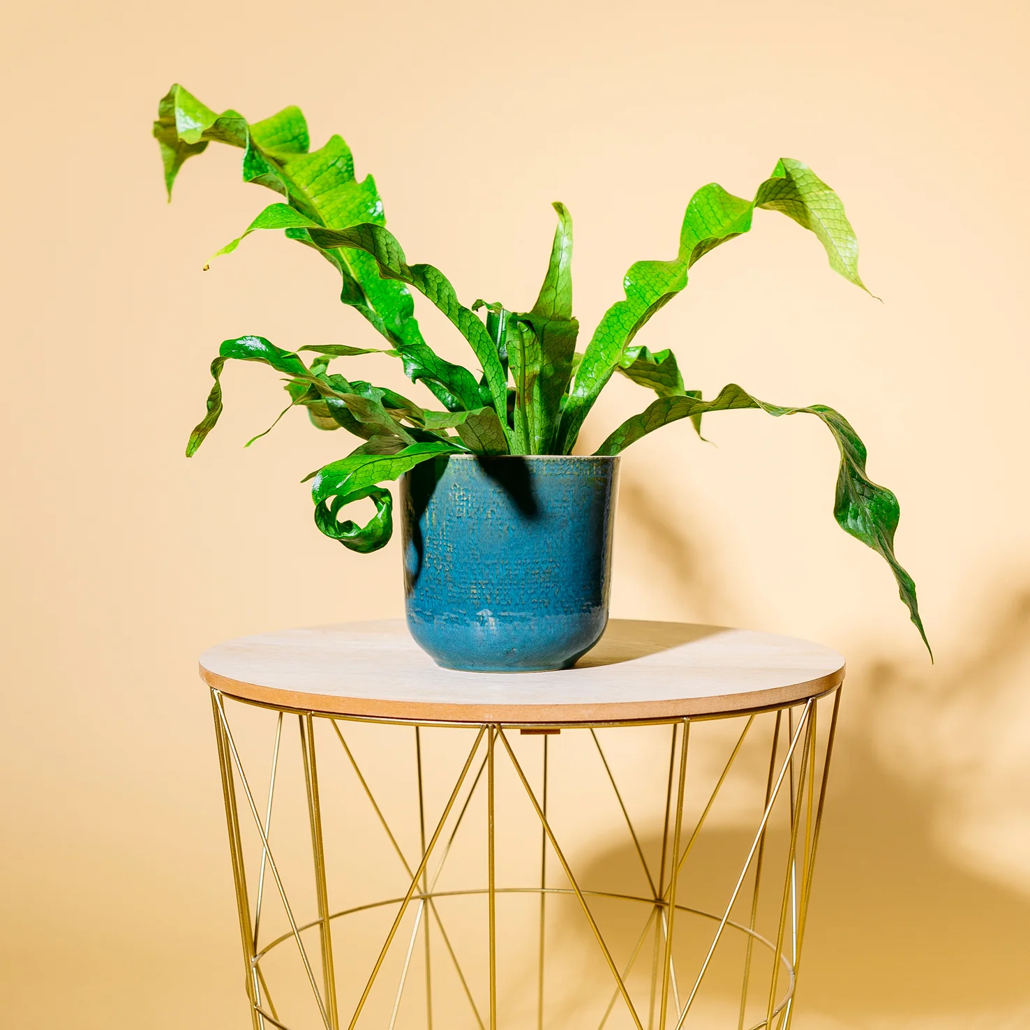 Krokodilfarn 'Crocodyllus'