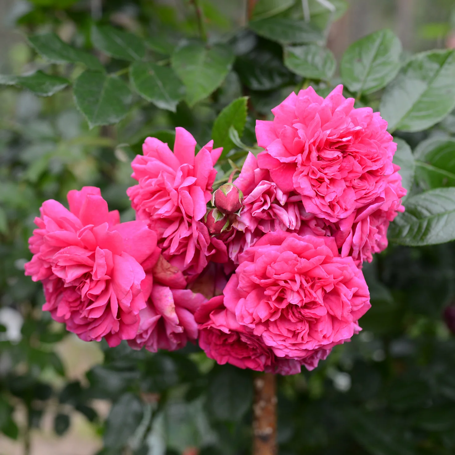 Kletterrose 'Laguna'® Pink