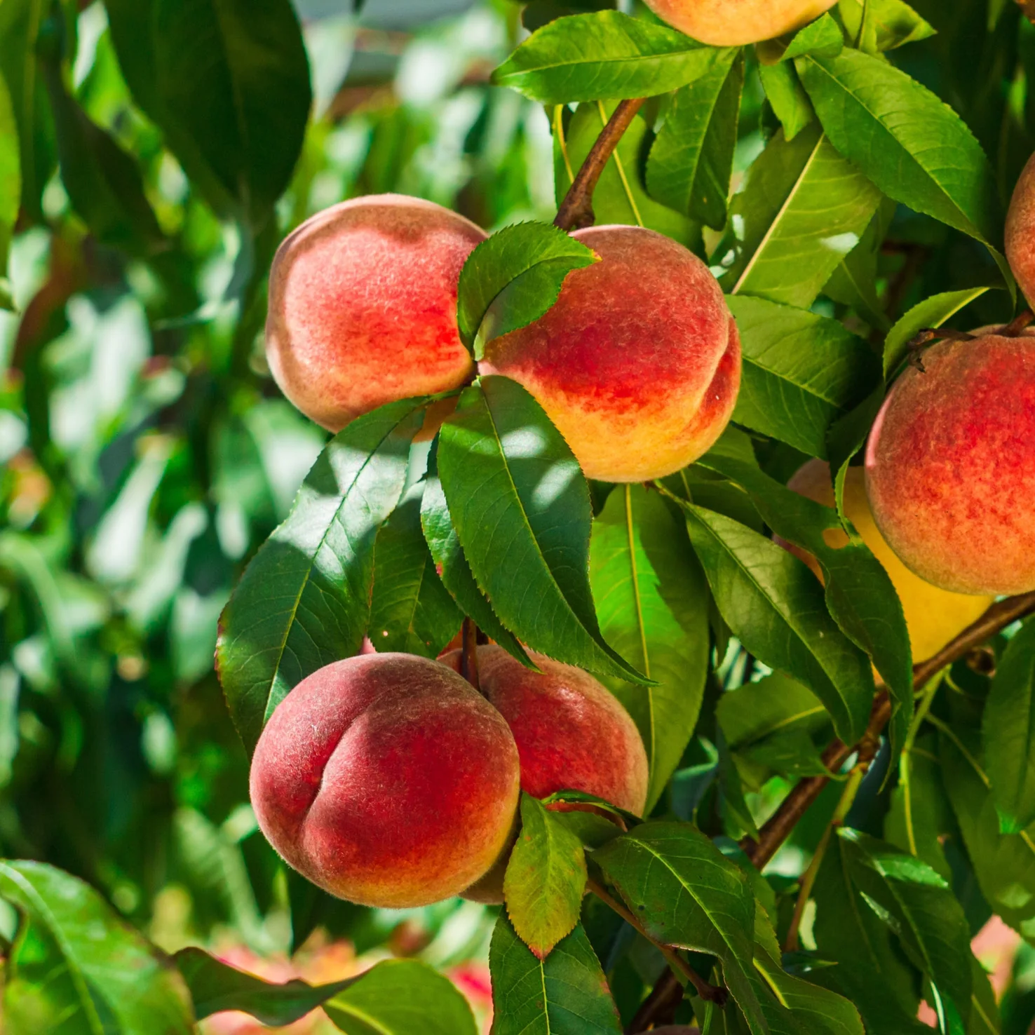 Bio-Zwerg-Pfirsich 'Bonanza'