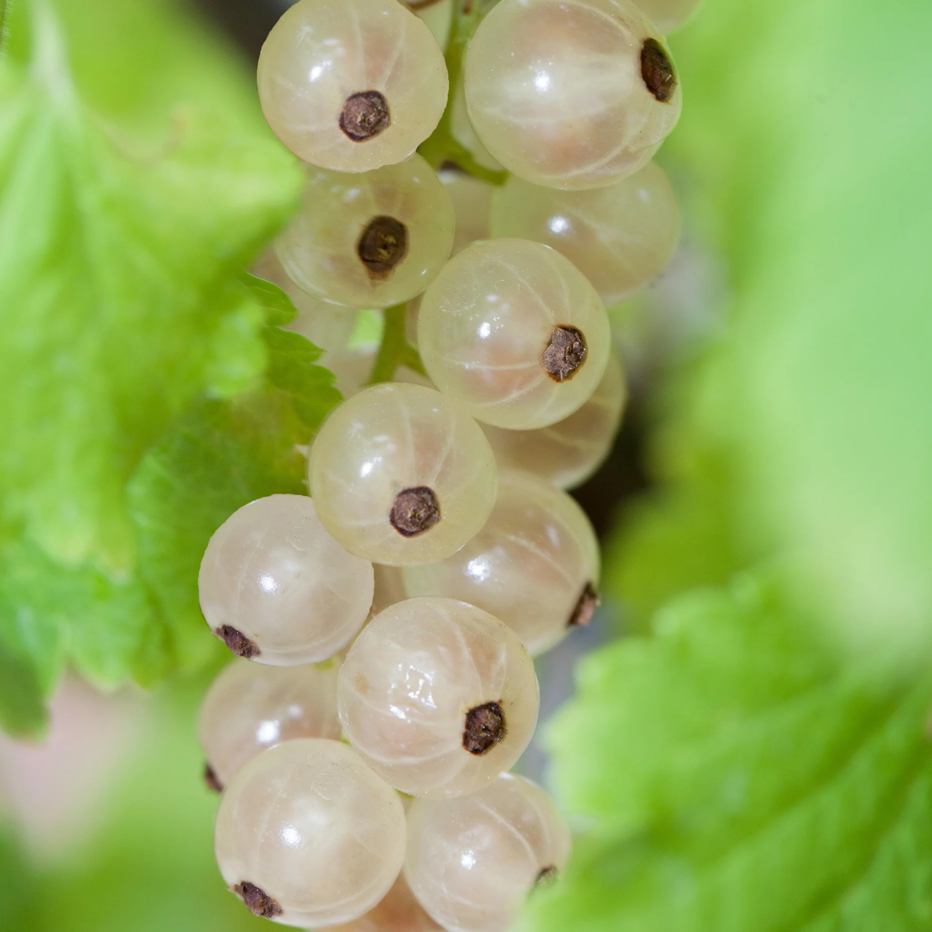 Bio-Johannisbeere 'Weiße Versailler' Hochstamm