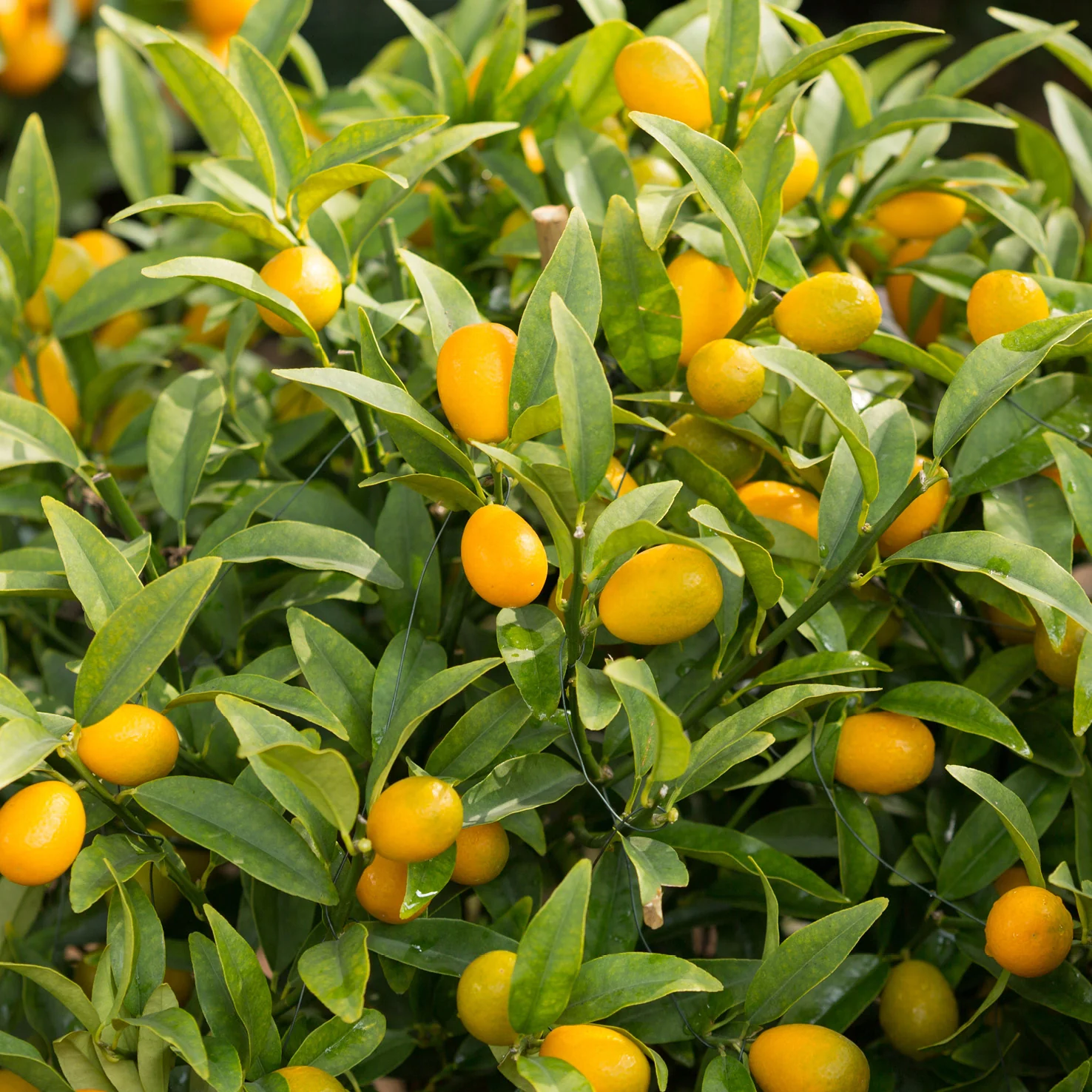 Kumquat