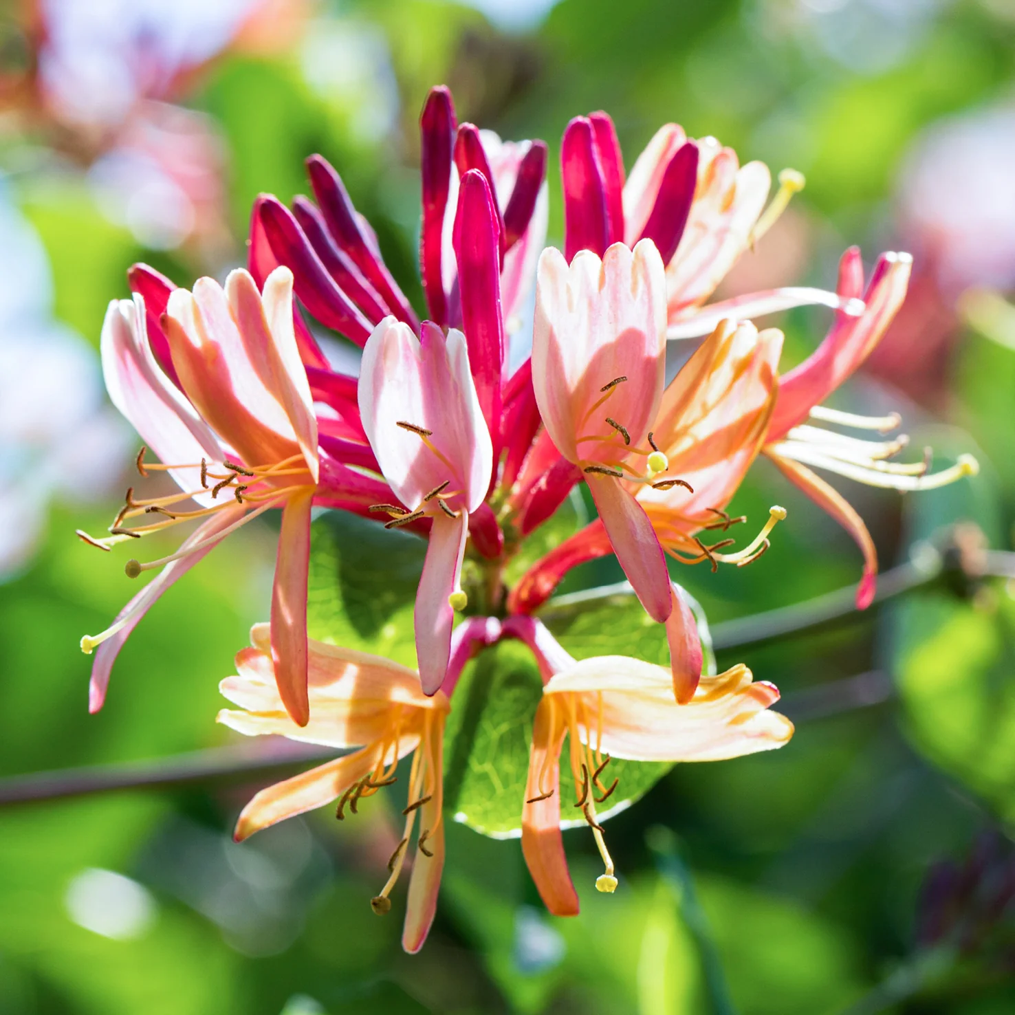 Geißblatt 'Goldflame' Orange-Rot