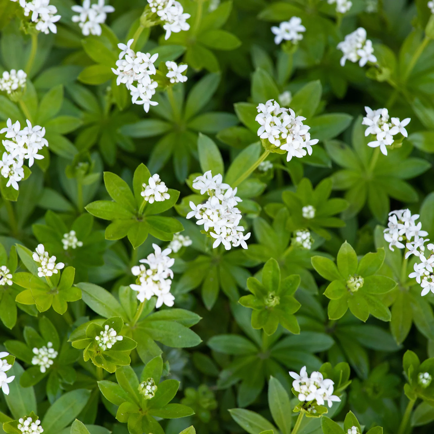 Echter Waldmeister (Mehrfach-Set)