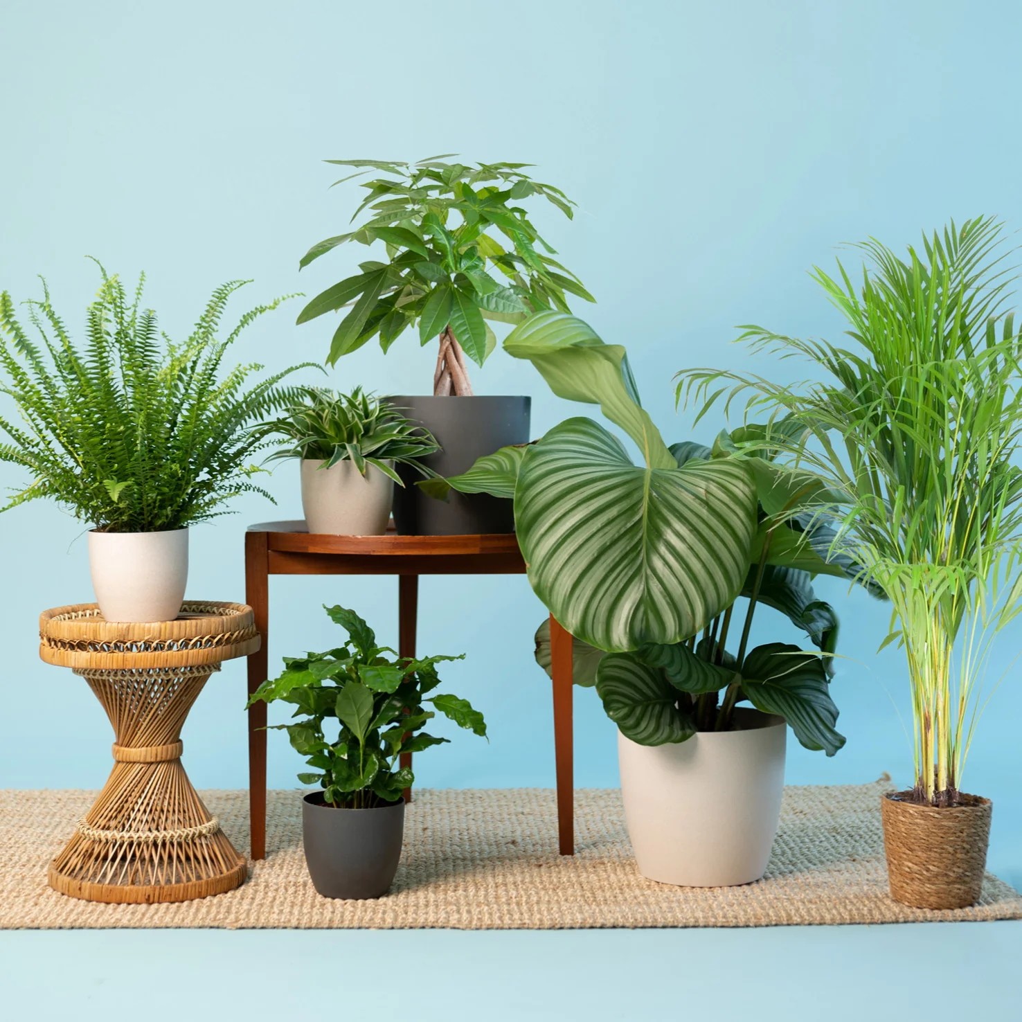 Katzenfreundliche Zimmerpflanzen (6er Set)