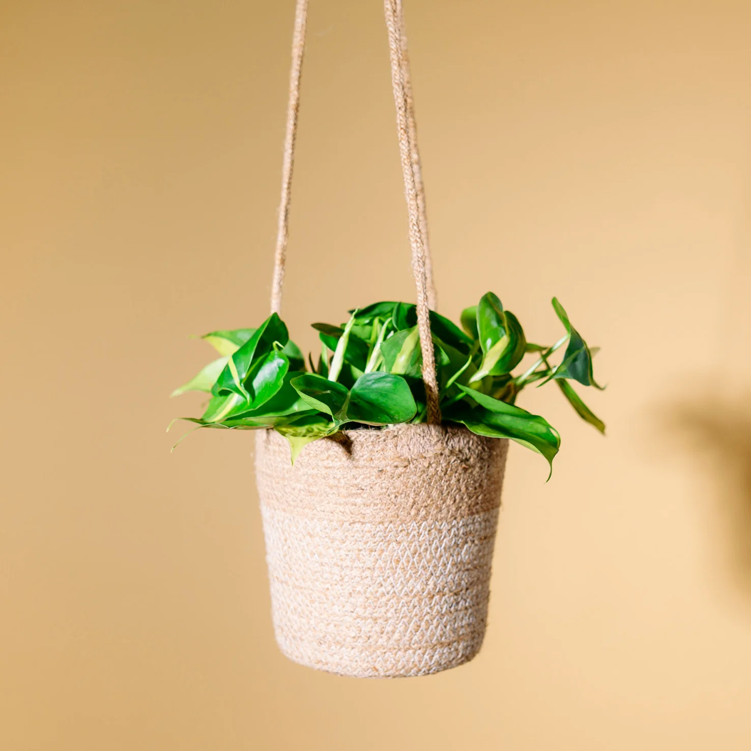 Philodendron scandens 'Brasil'