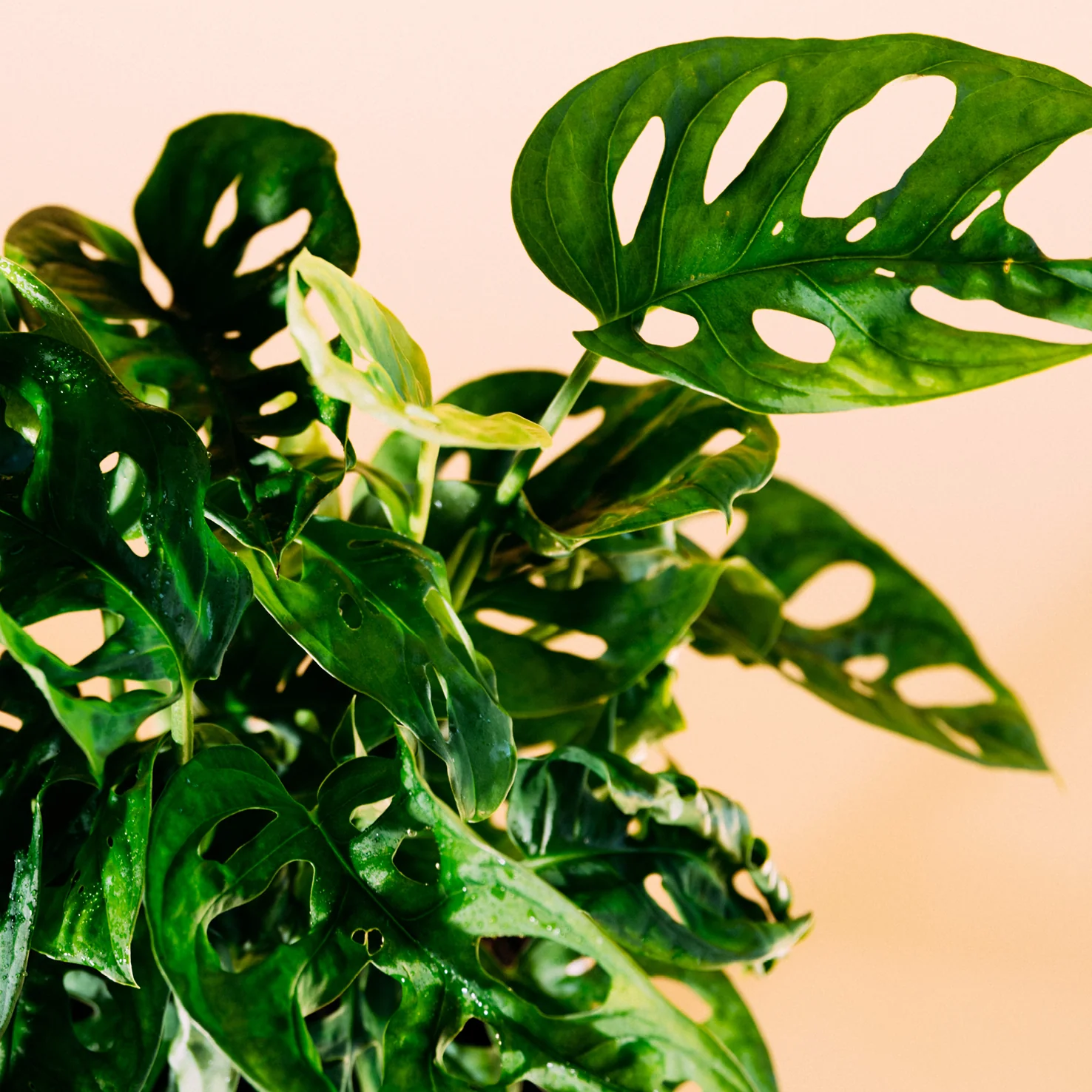 Monstera Monkey Leaf