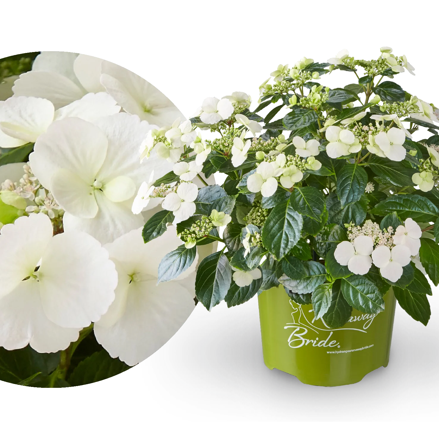 Girlanden-Hortensie Runaway Bride® 'Snow White'