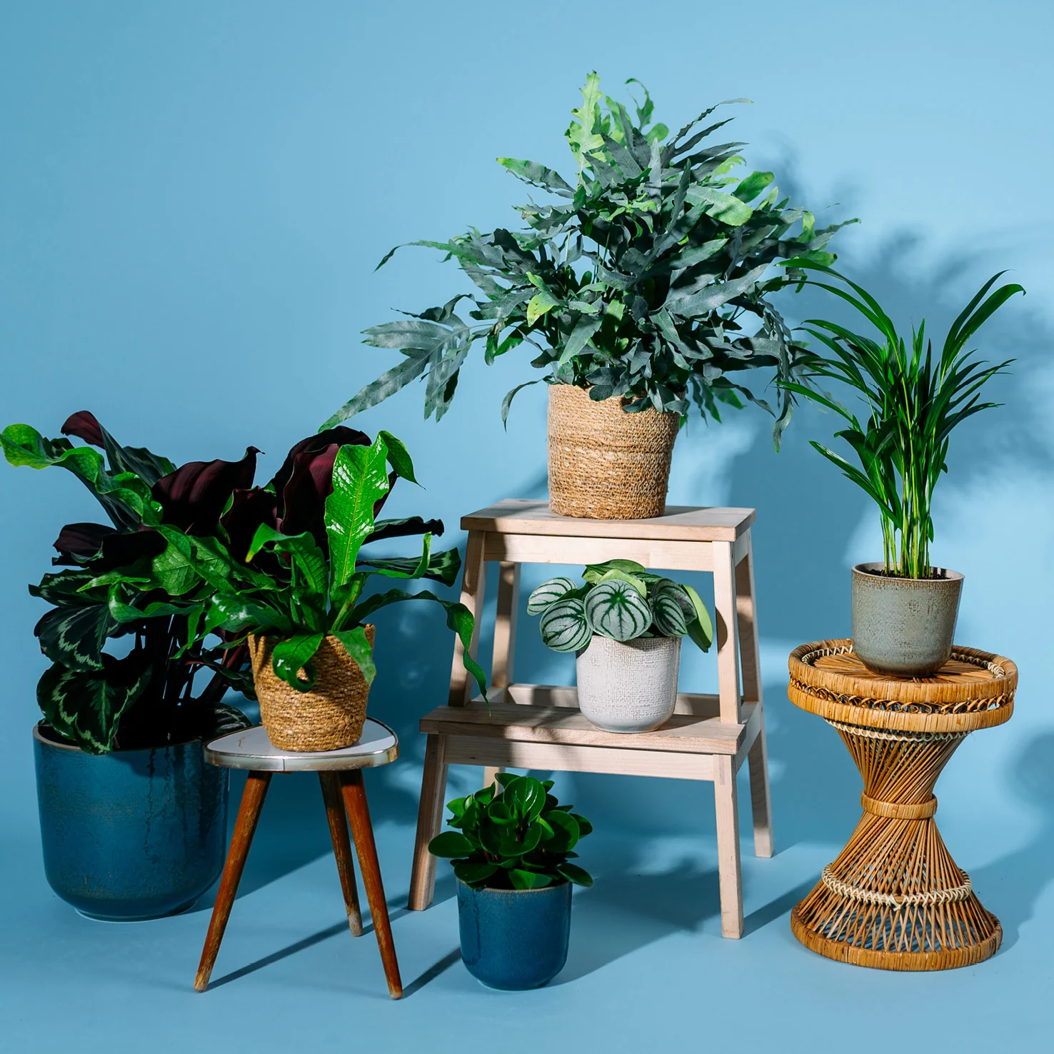 Haustierfreundliche Zimmerpflanzen (6er Set)