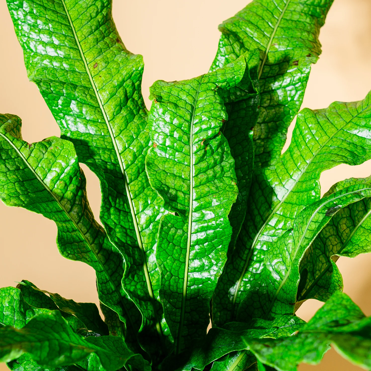 Krokodilfarn 'Crocodyllus'