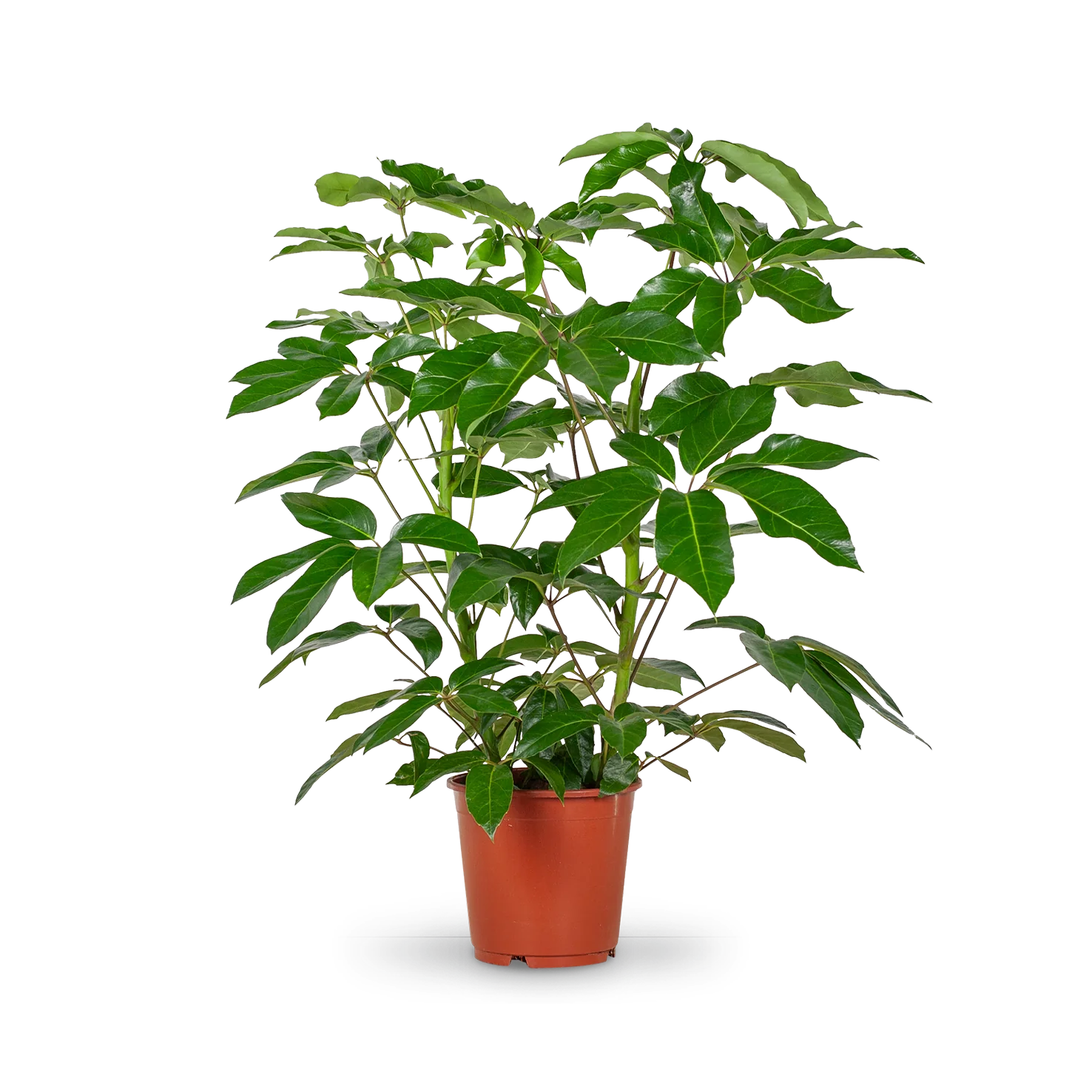 Schefflera 'Amate' XXL-Größe