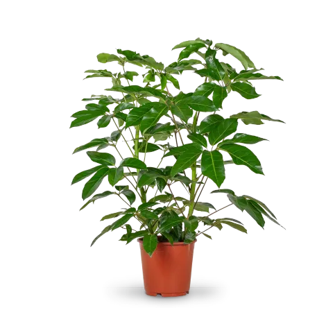 zimmerpflanze drehfrucht Streptocarpus saxorum main image 1