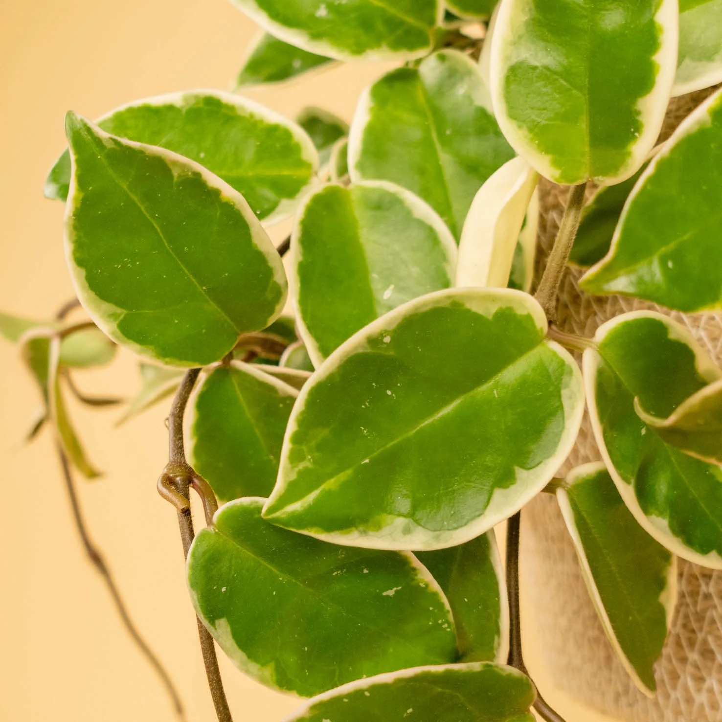 Hoya 'Krimson Queen'