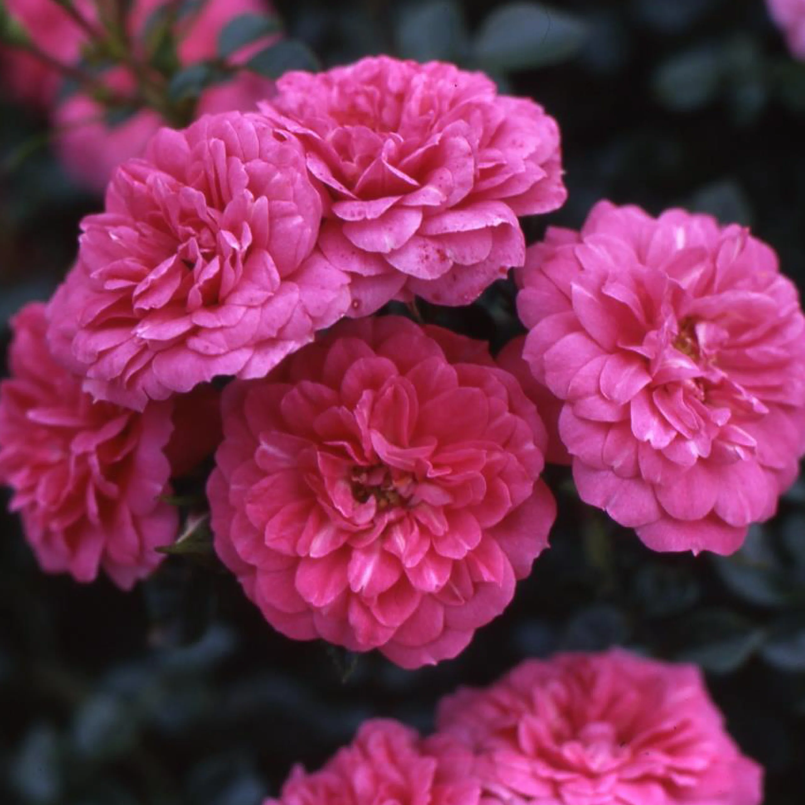 Bodendeckerrose 'Knirps'® Kräftig Rosa