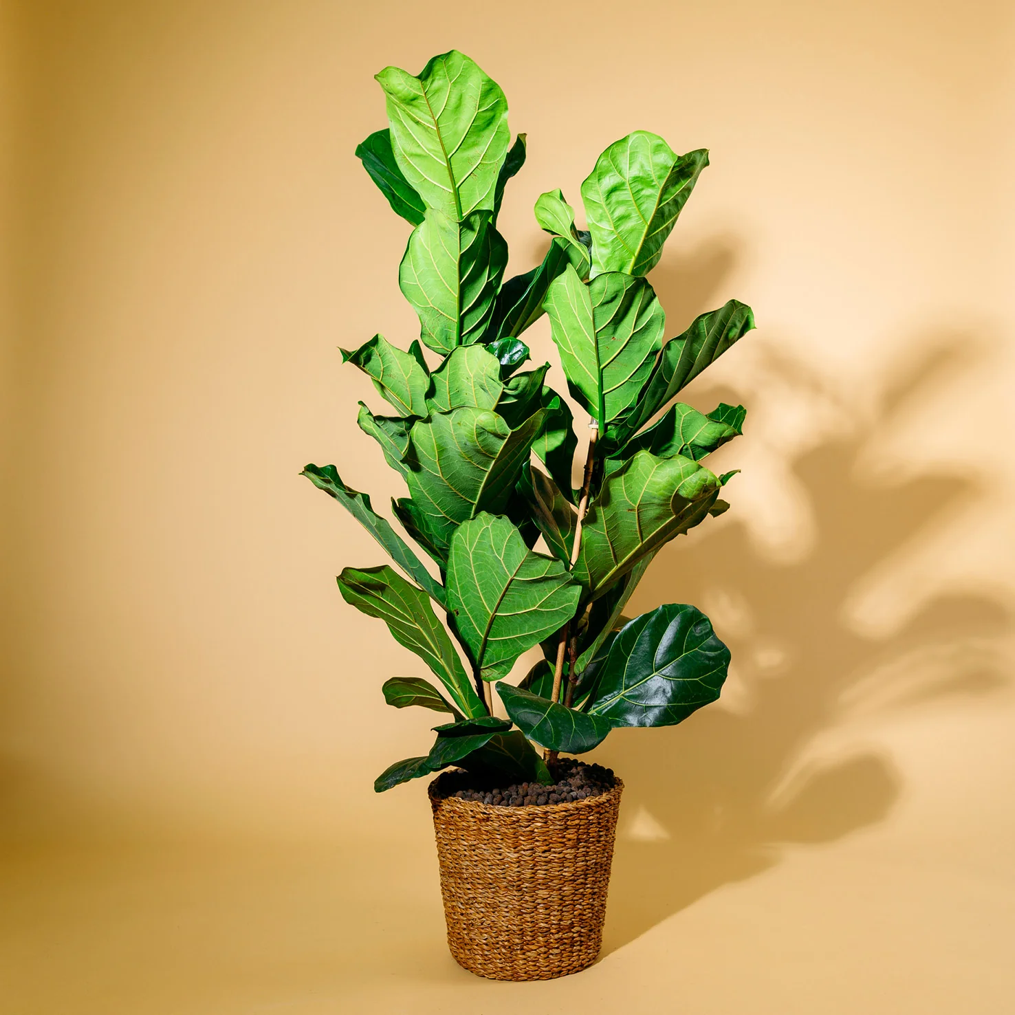 Geigenfeige XXL-Größe