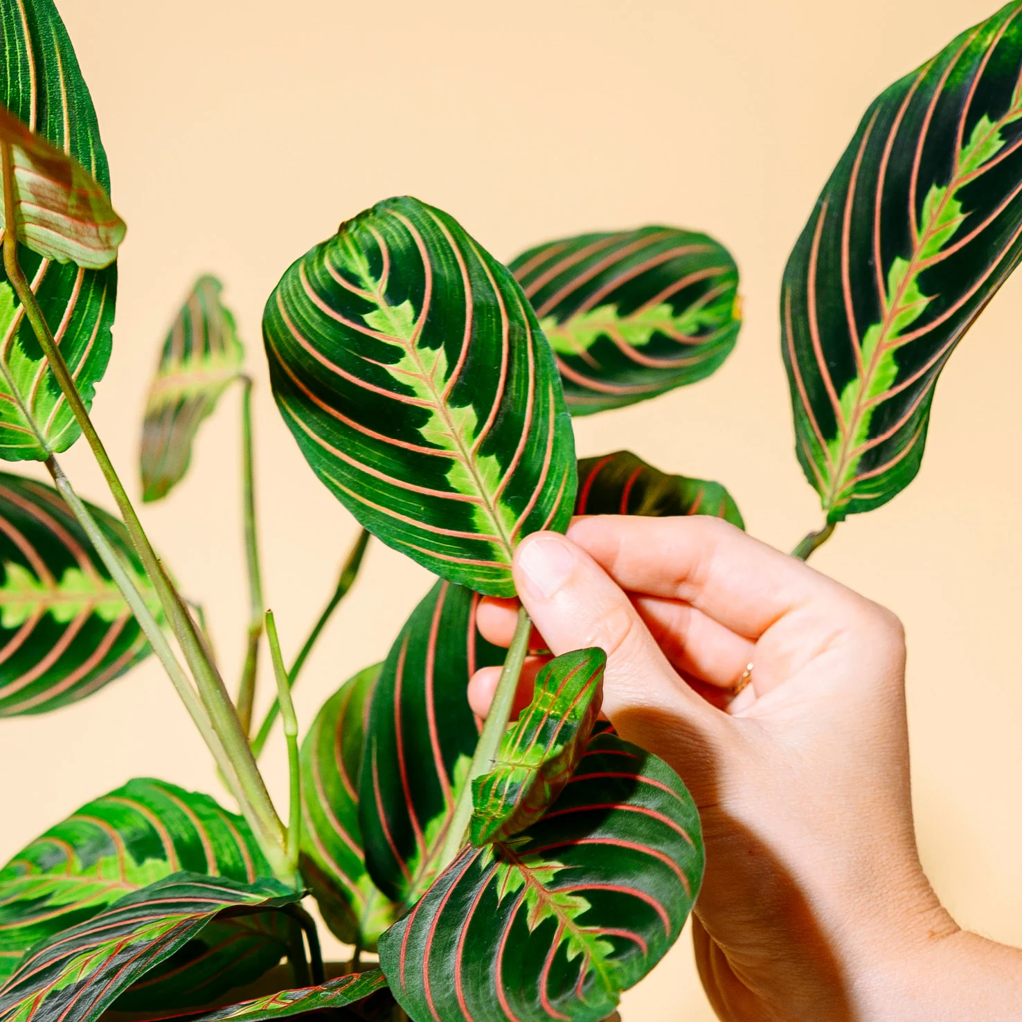 Maranta leuconeura 'Fascinator Tricolor'