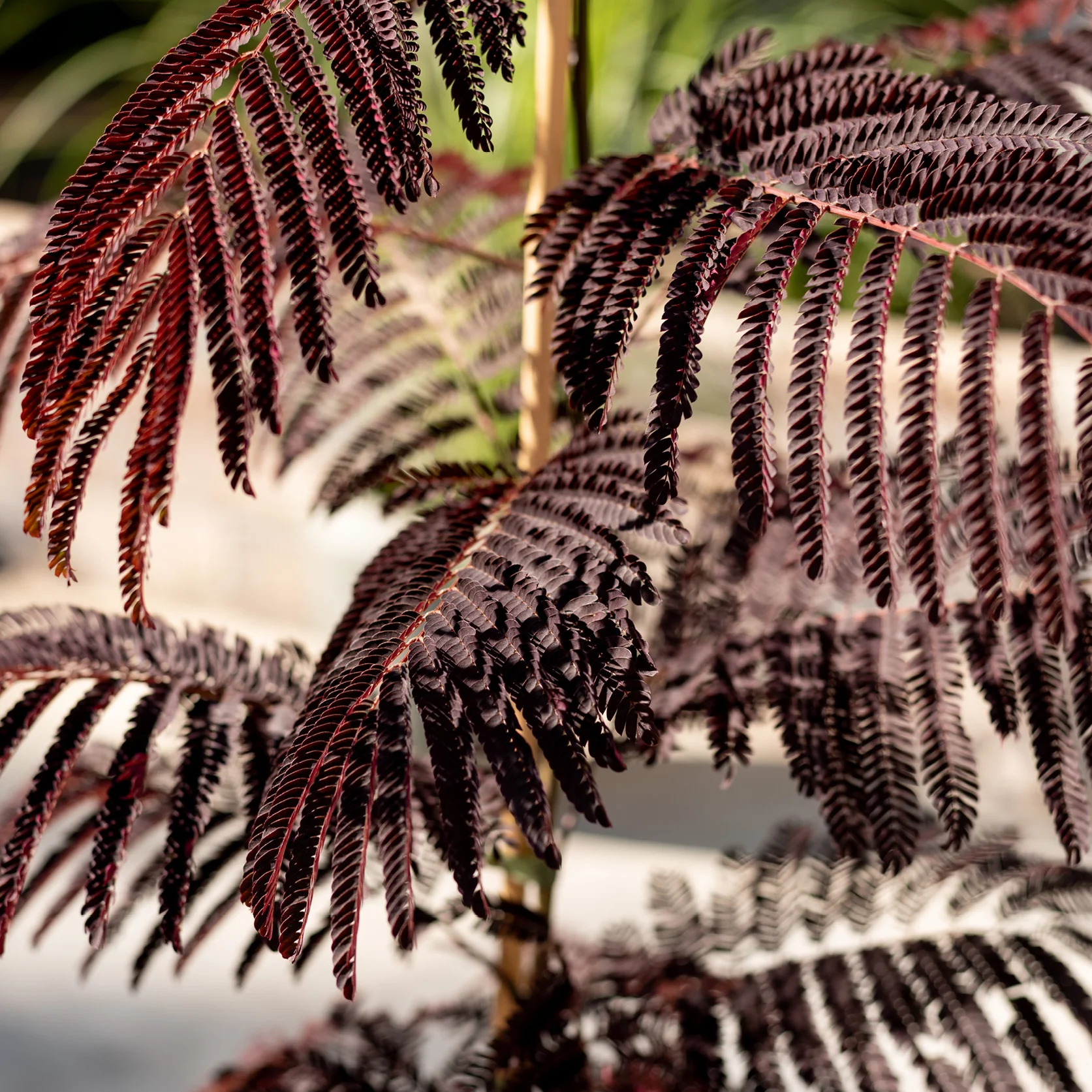 Seidenbaum 'Summer Chocolate' Pink-Rosa