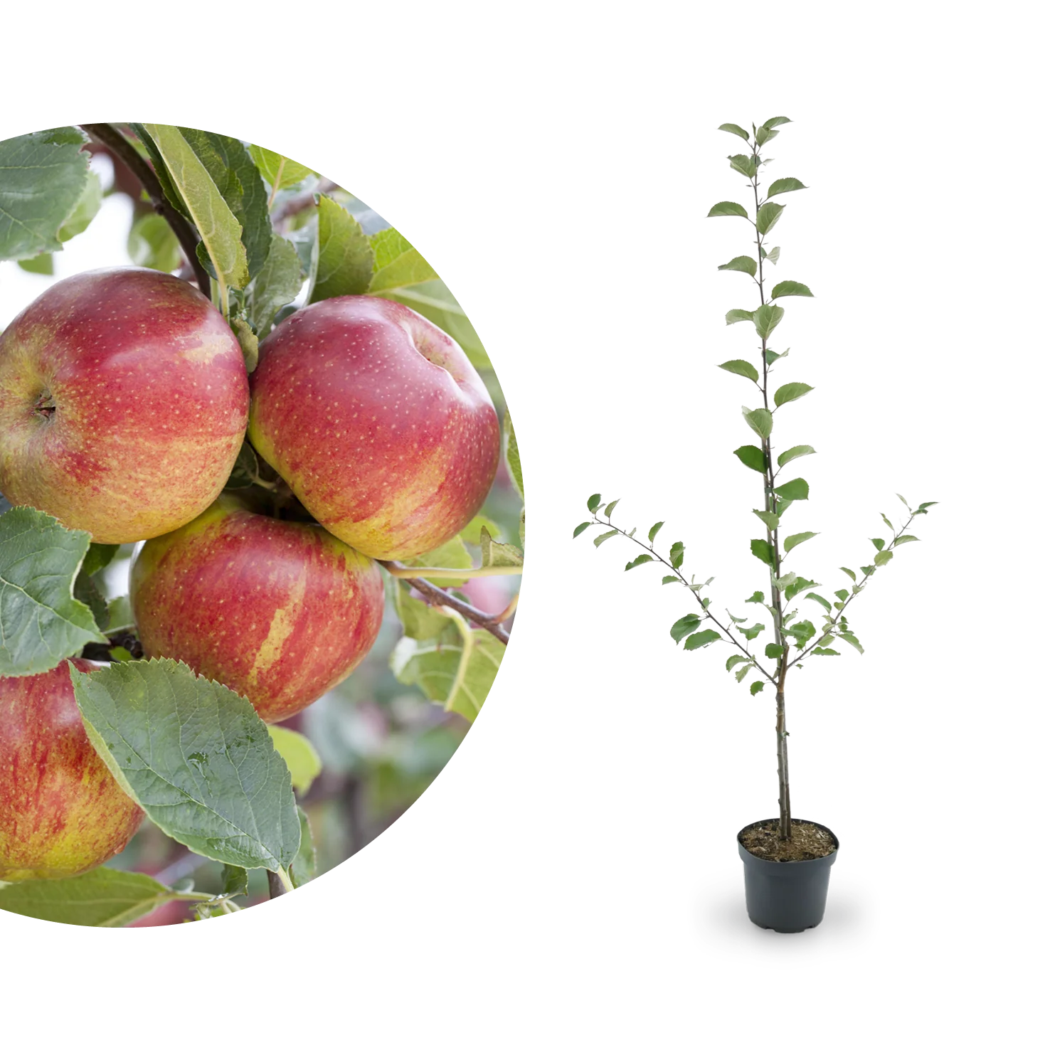 Bio-Apfelbaum 'Boskoop' Winterapfel